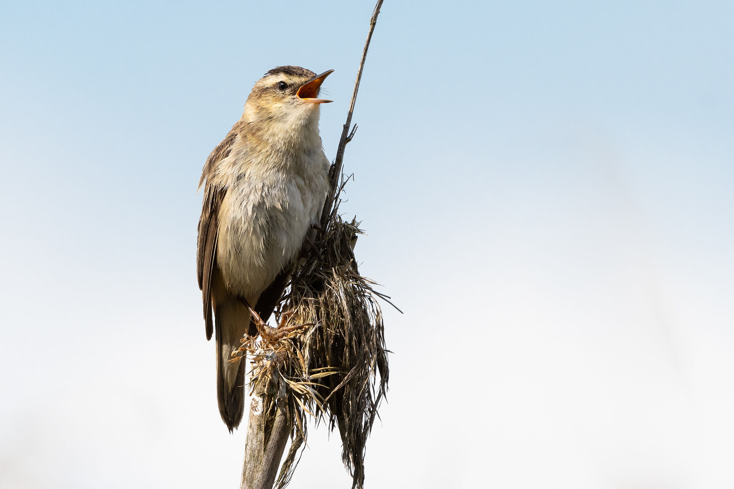 Sedge warbler (Acrocephalus schoenobaenus)