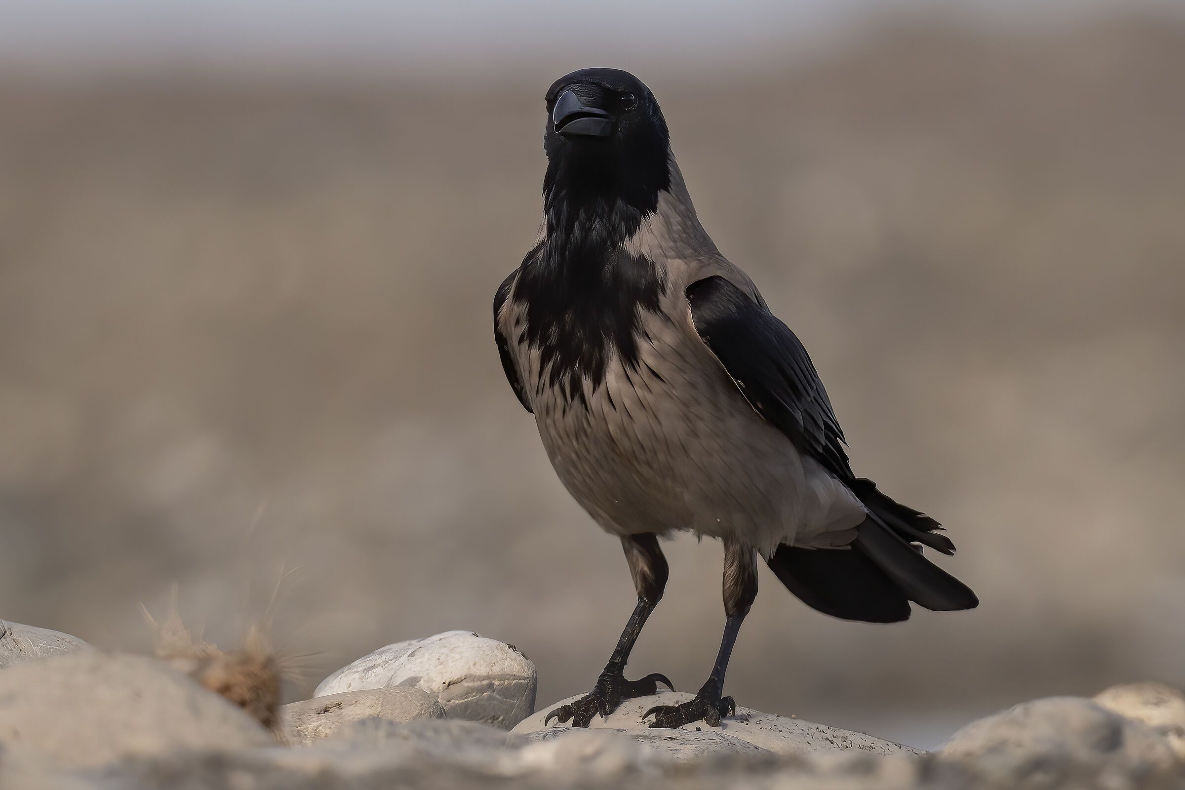 hooded crow