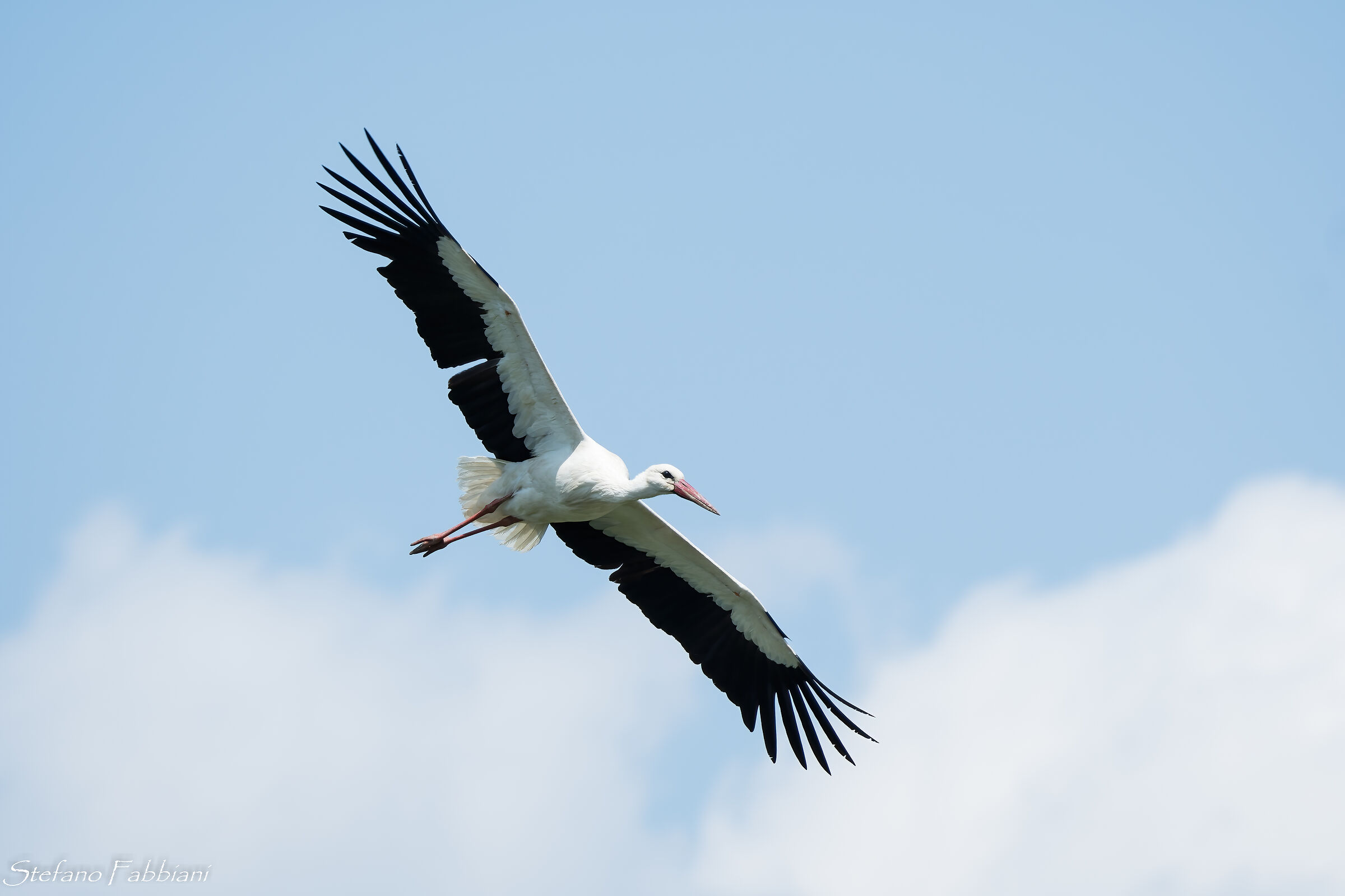 stork