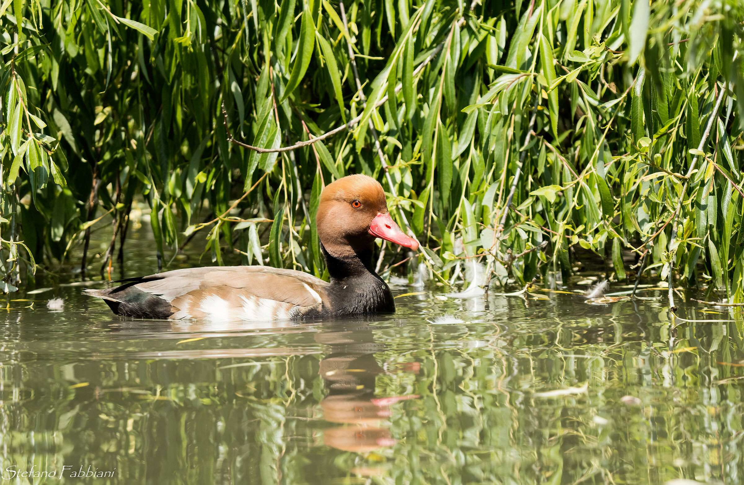 red-crested pochard