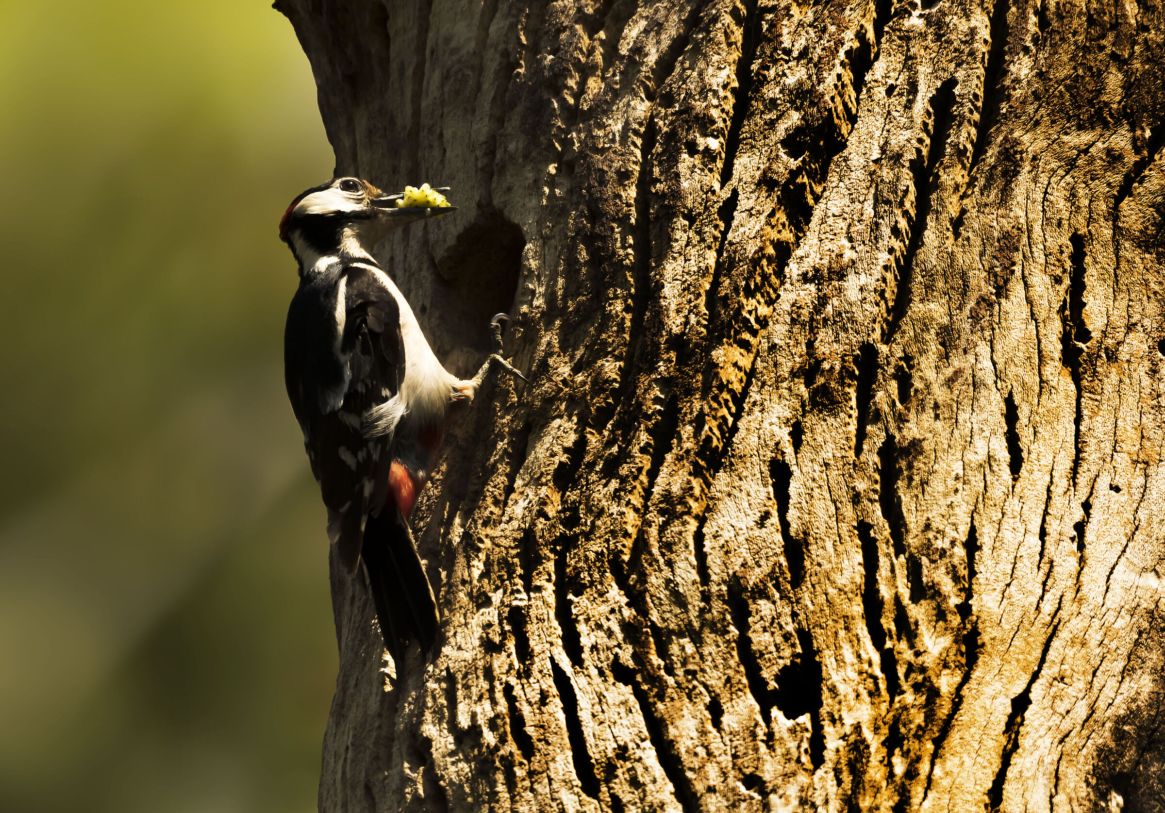 today "white blackberries" fruit menu