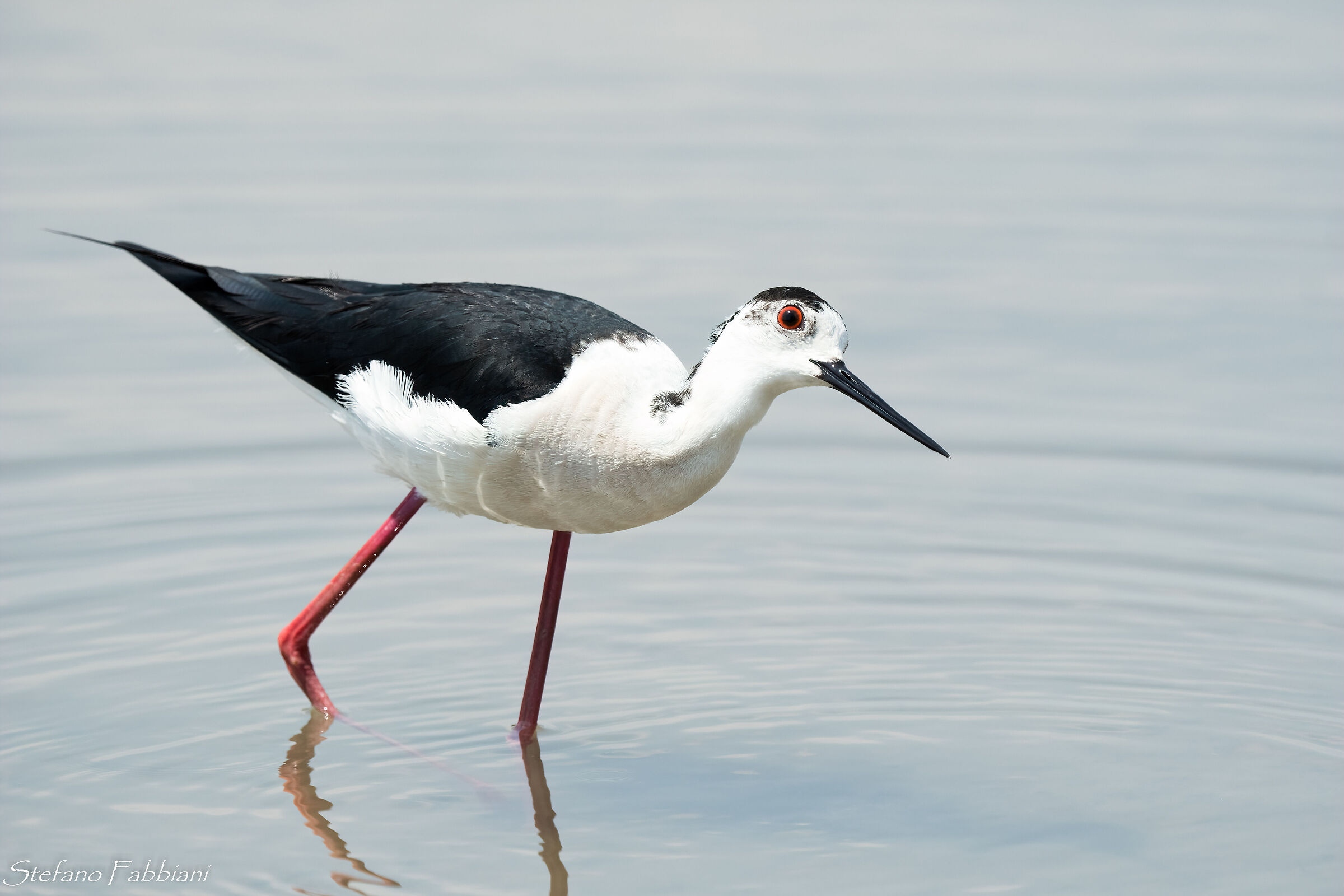 What are you looking at???