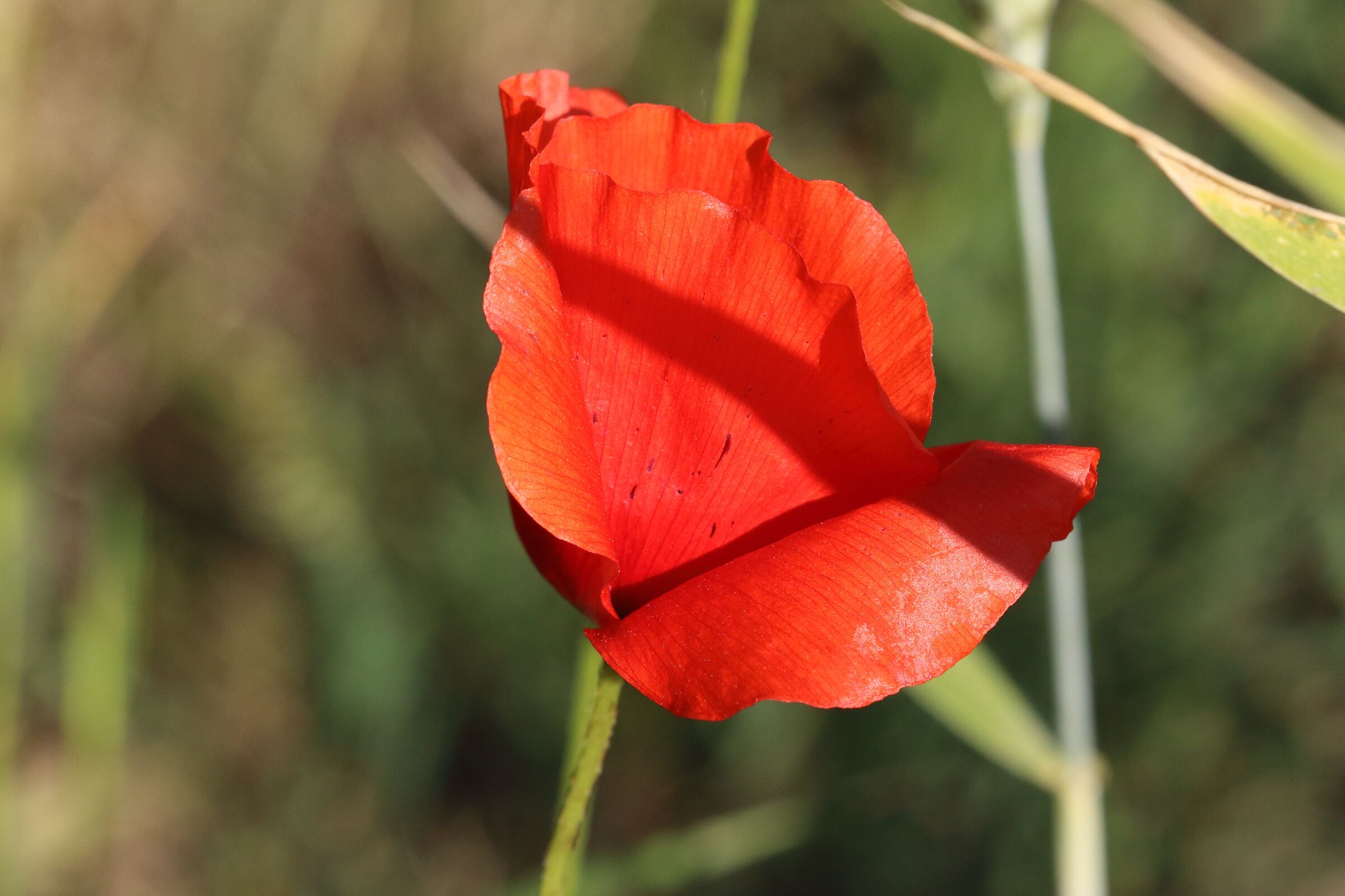 Papavero in...gessato