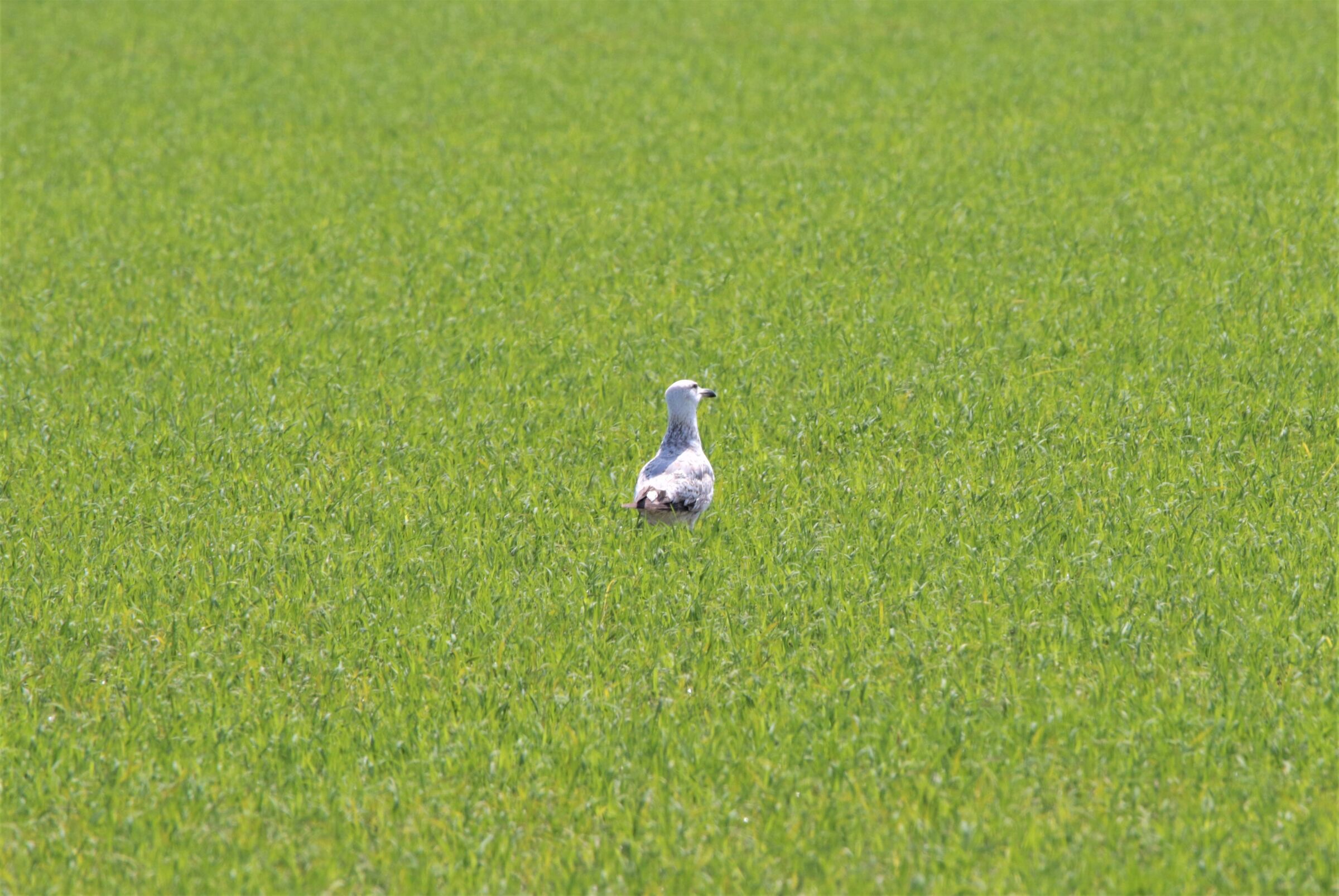 sognando "la California!"