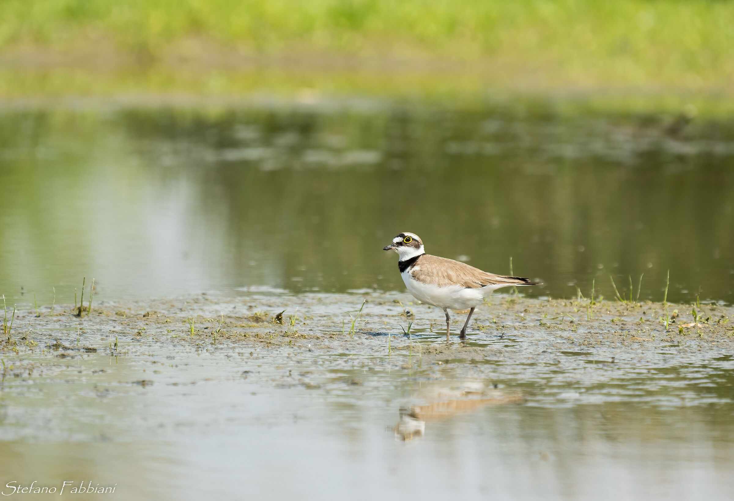 little ringed plover