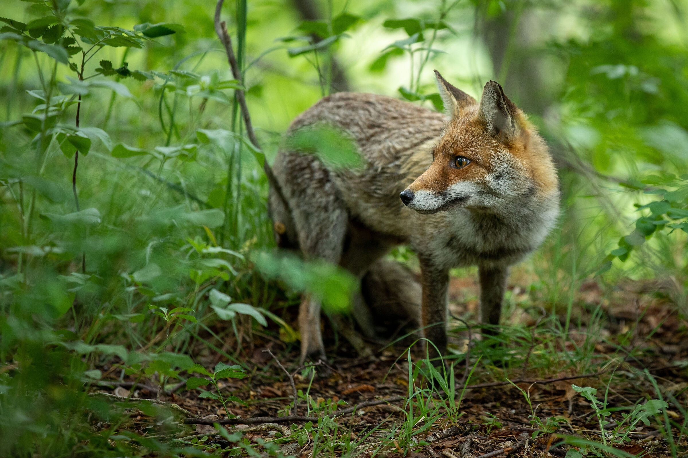 fox