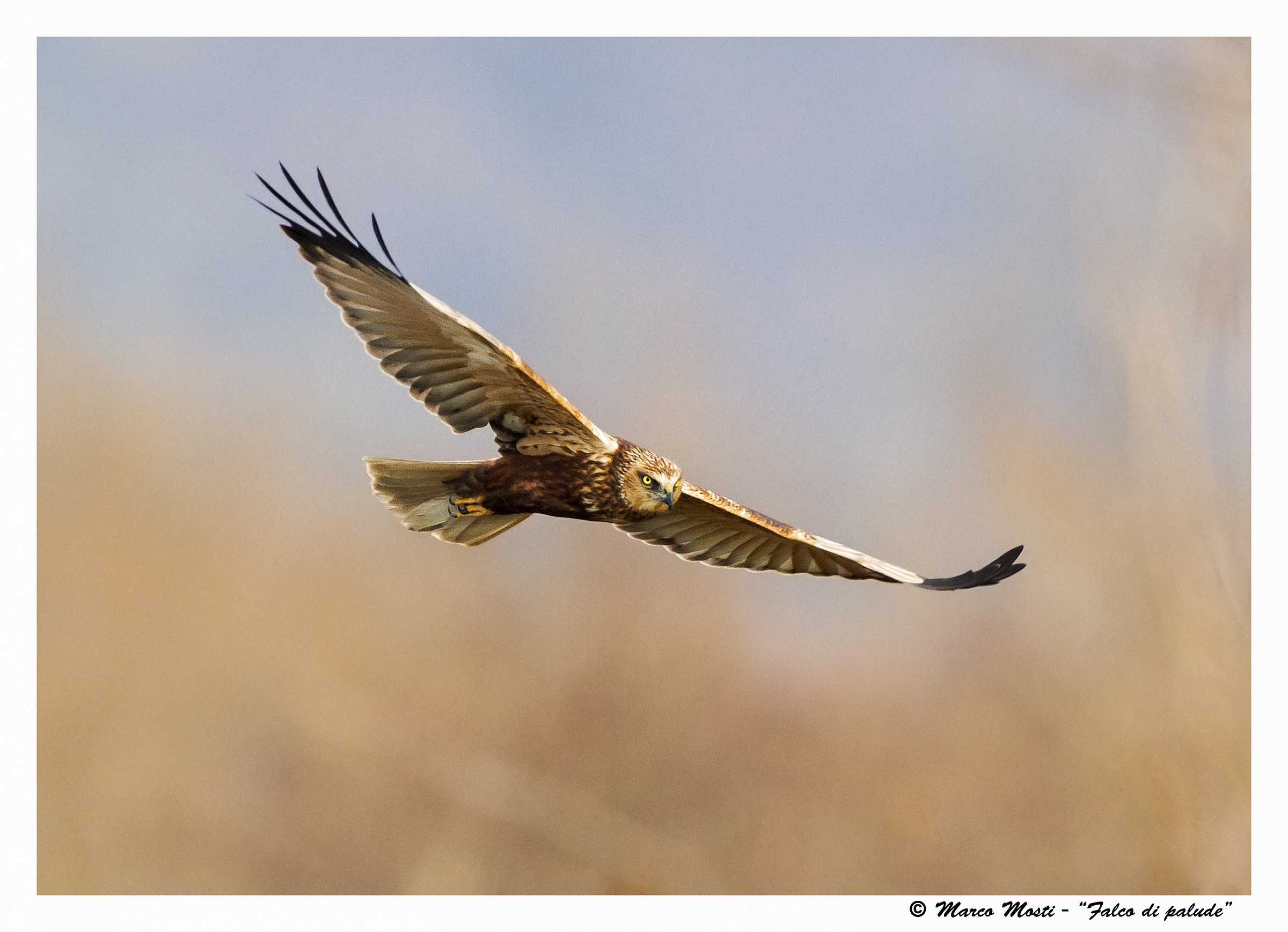 Marsh Harrier at sunset
