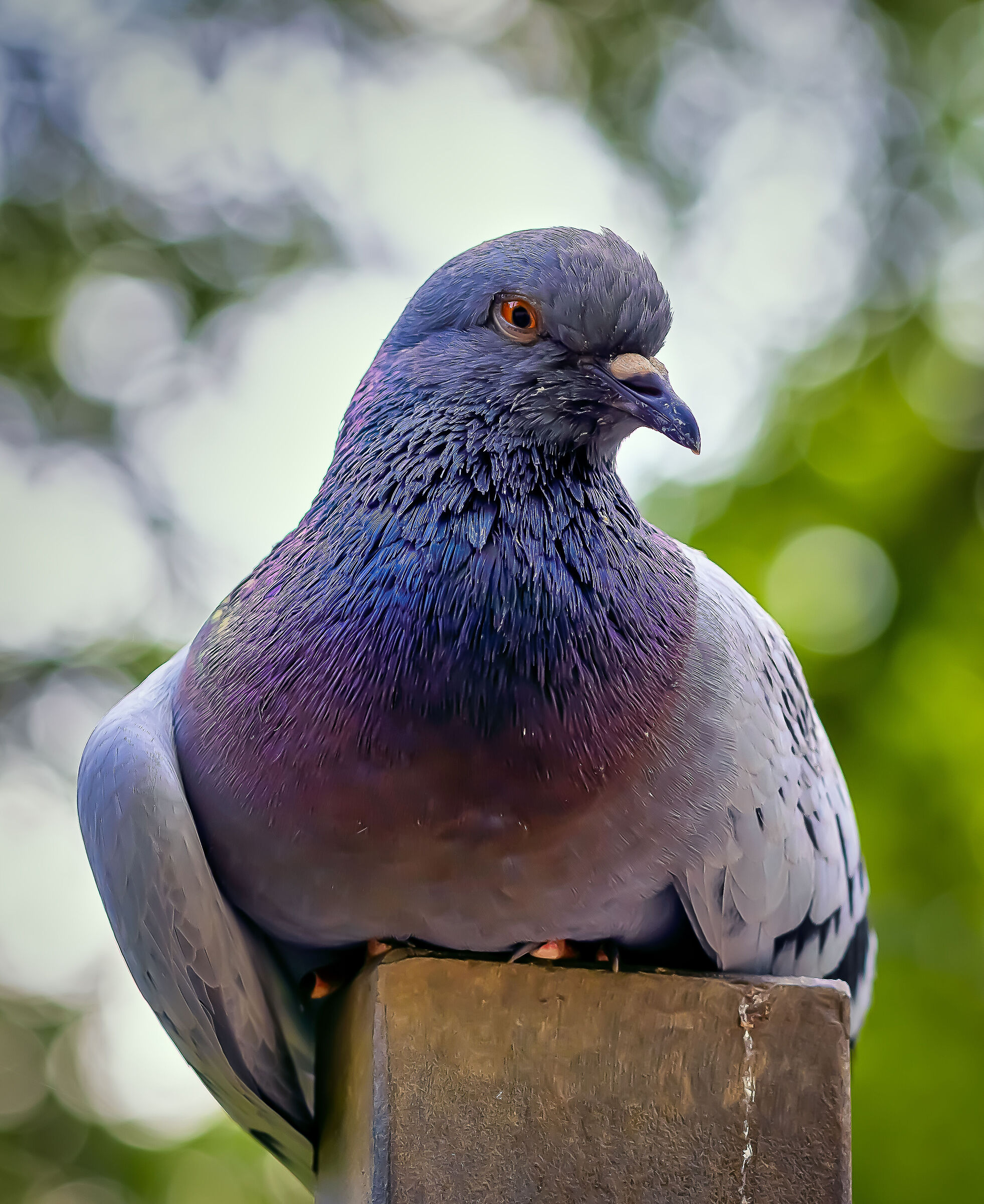 Perched
