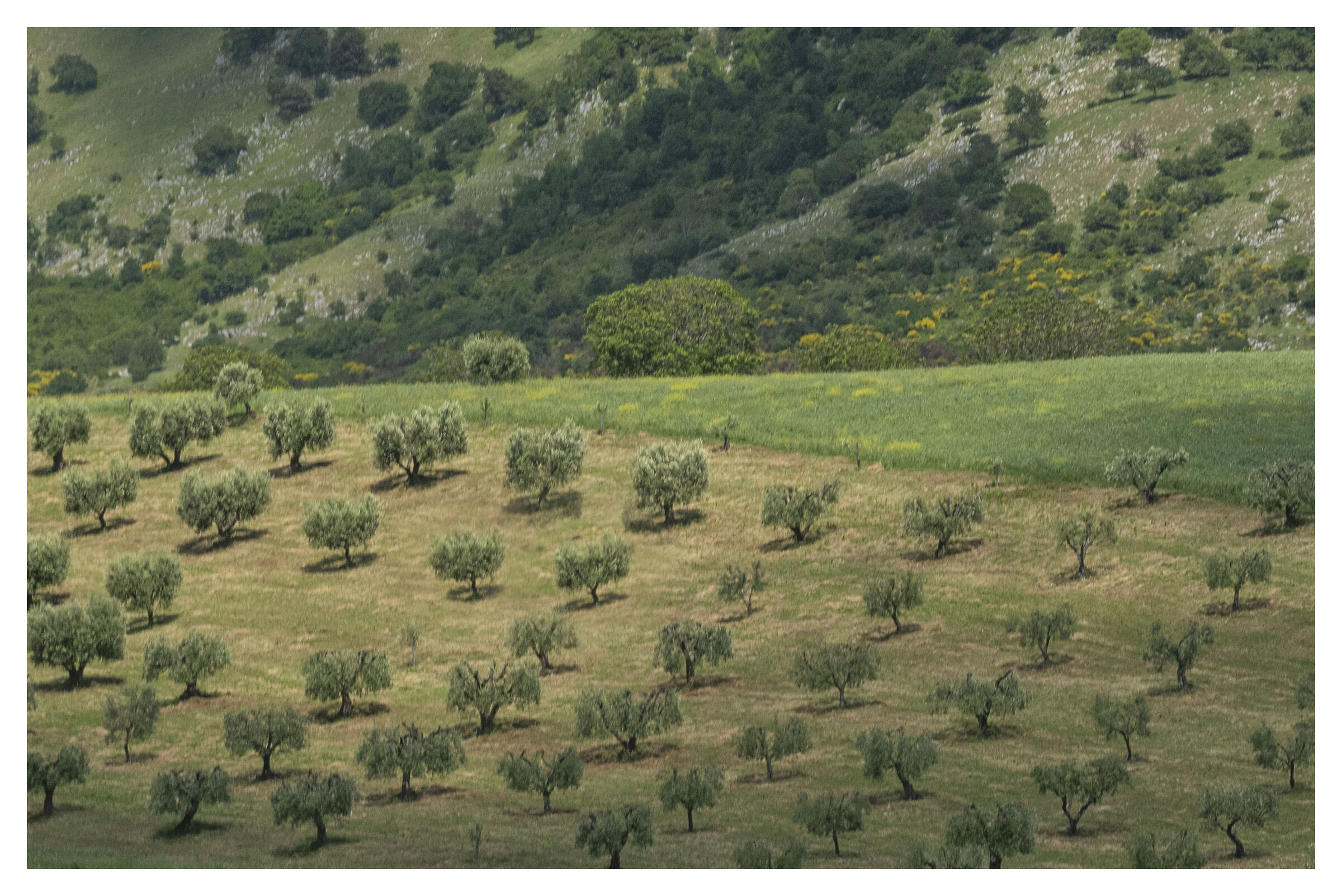 olive grove