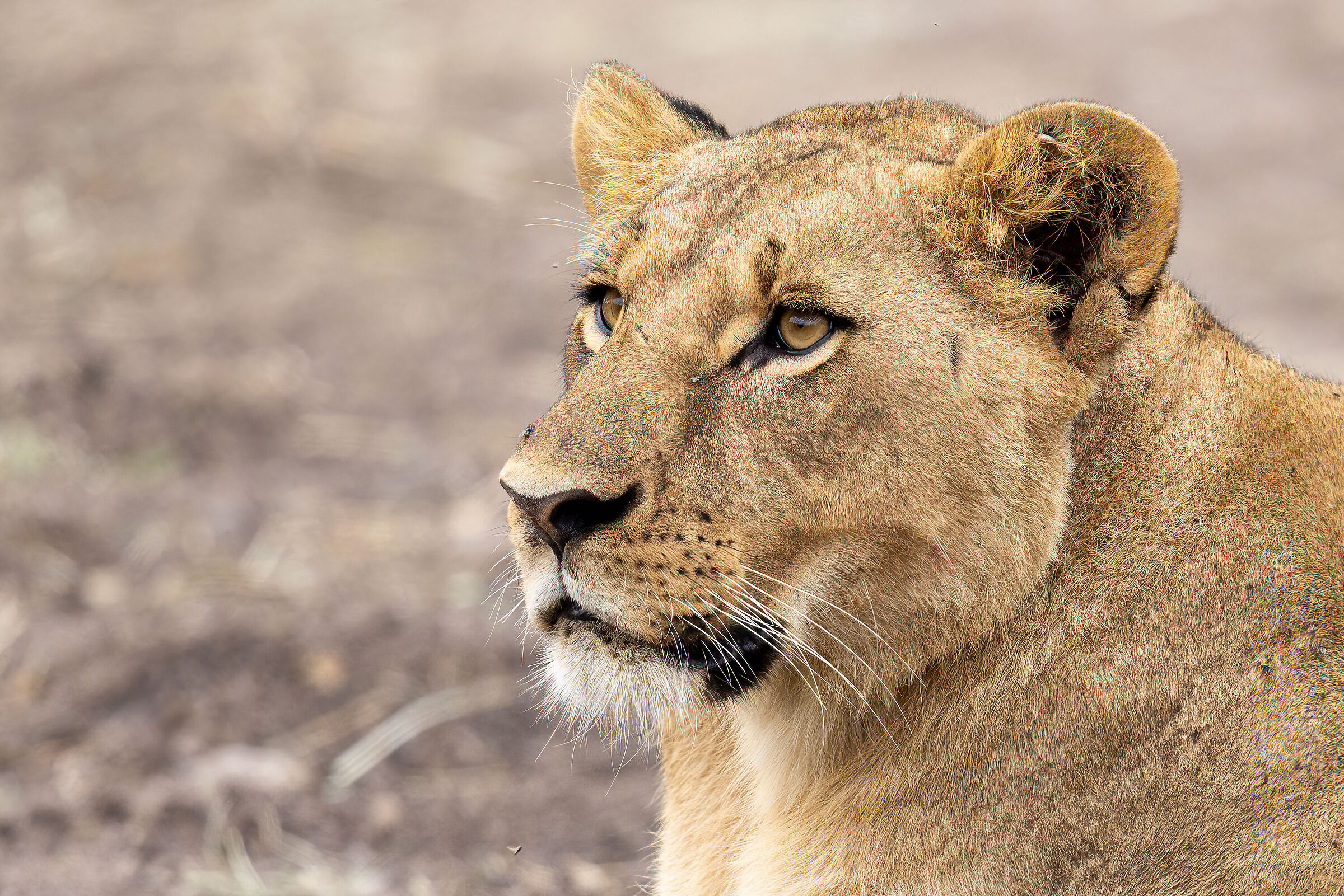 Mi salta la mosca al naso