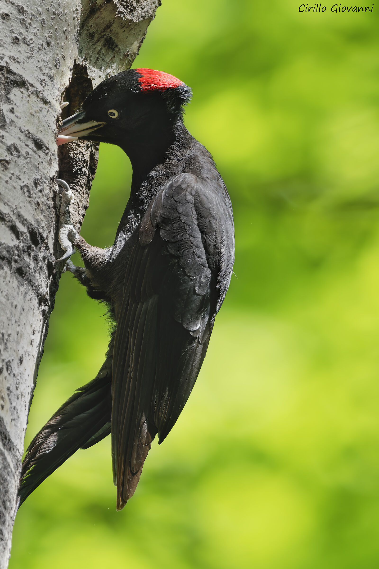 black woodpecker