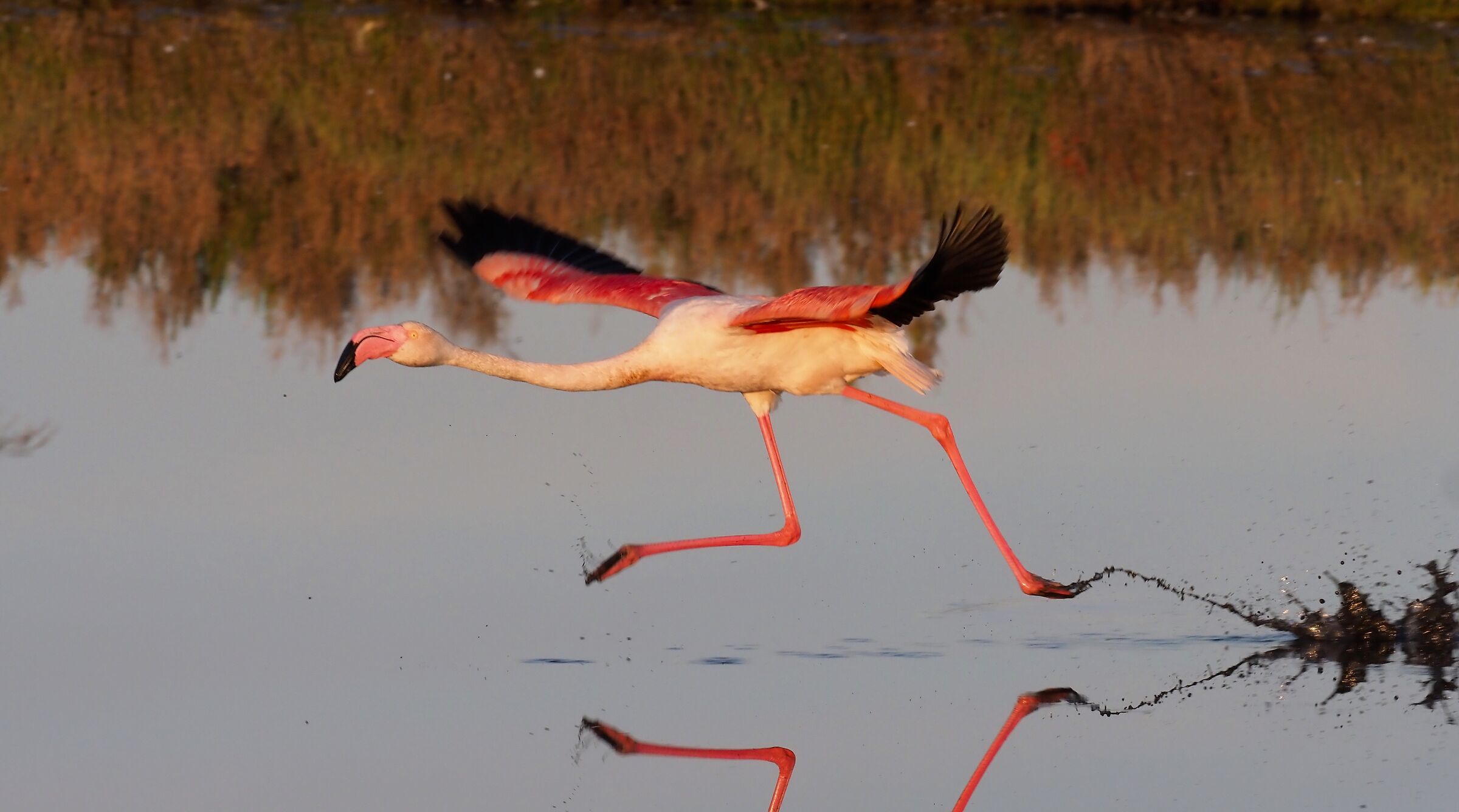 Fenisprint