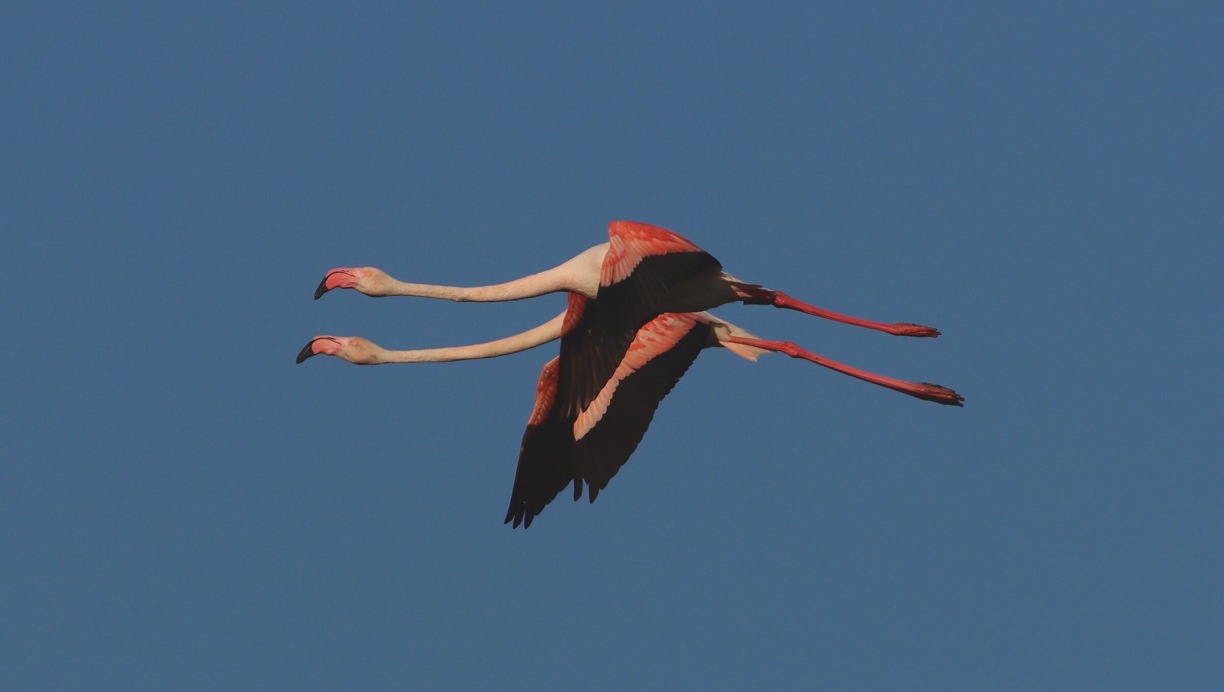 George e Sam in volo