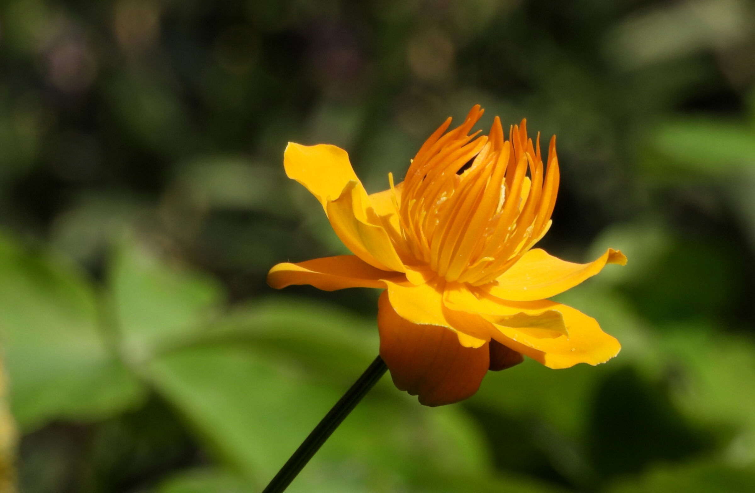 Trollius Golden