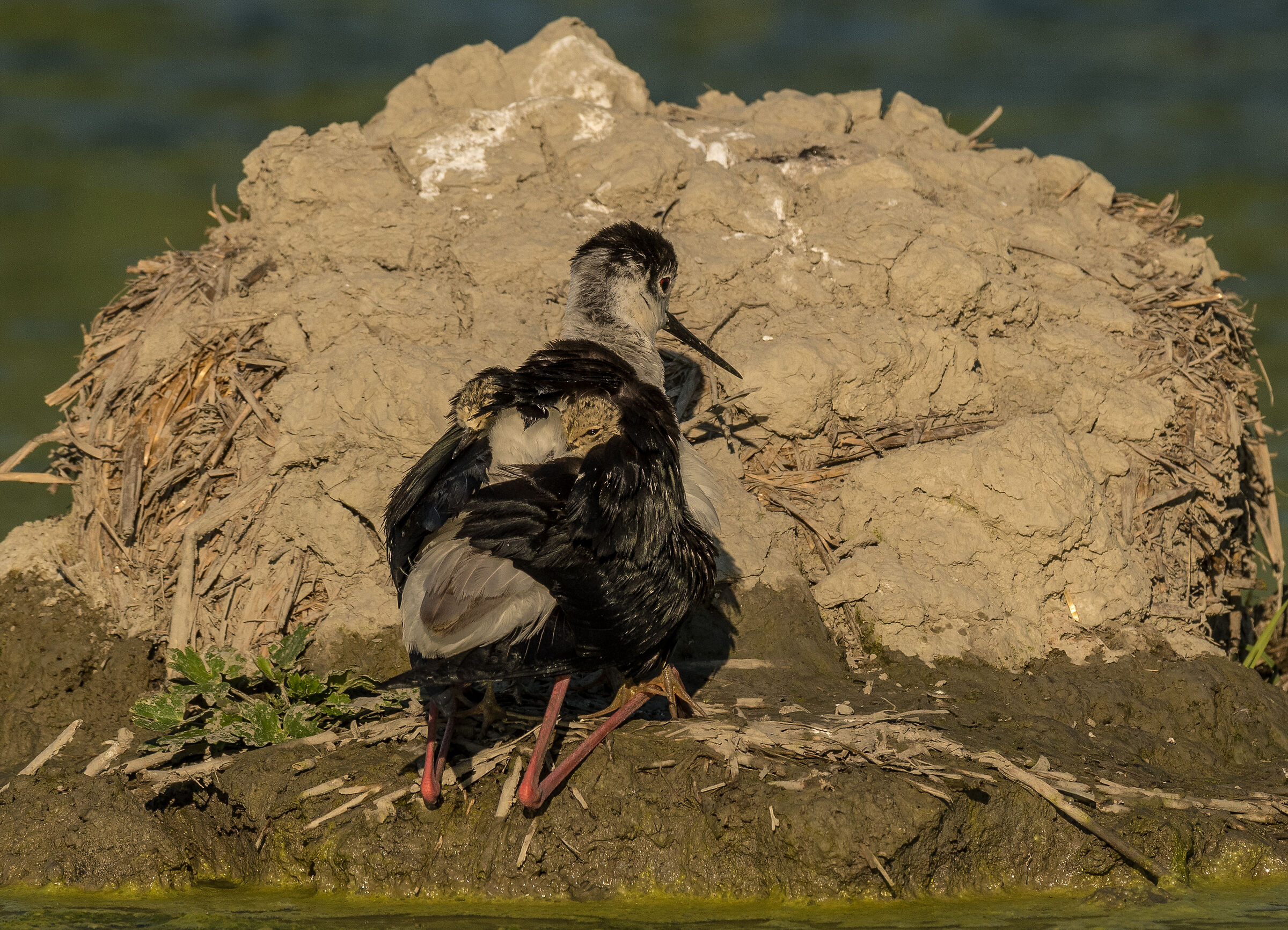 Doppio bagaglio a mano