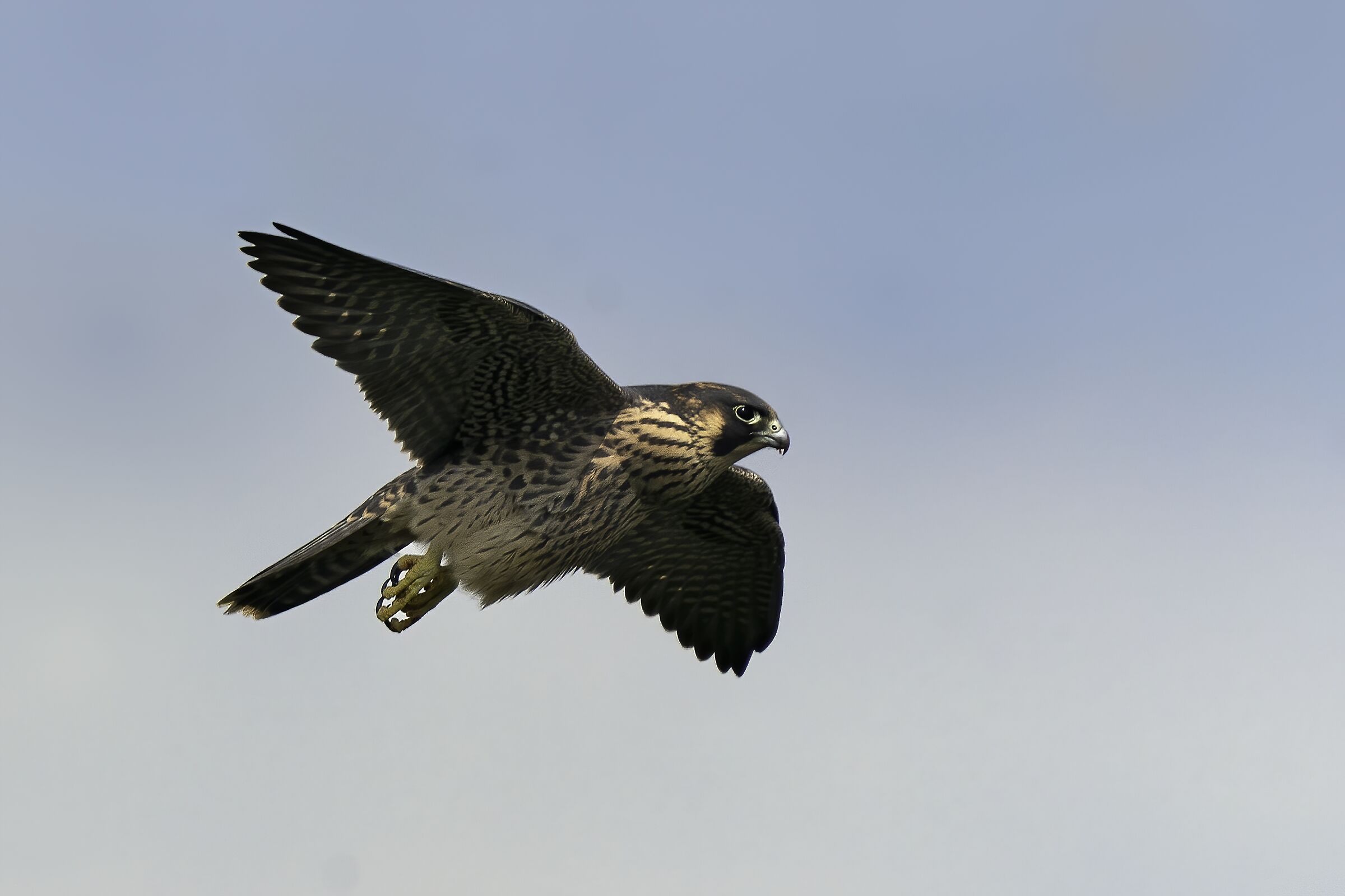peregrine