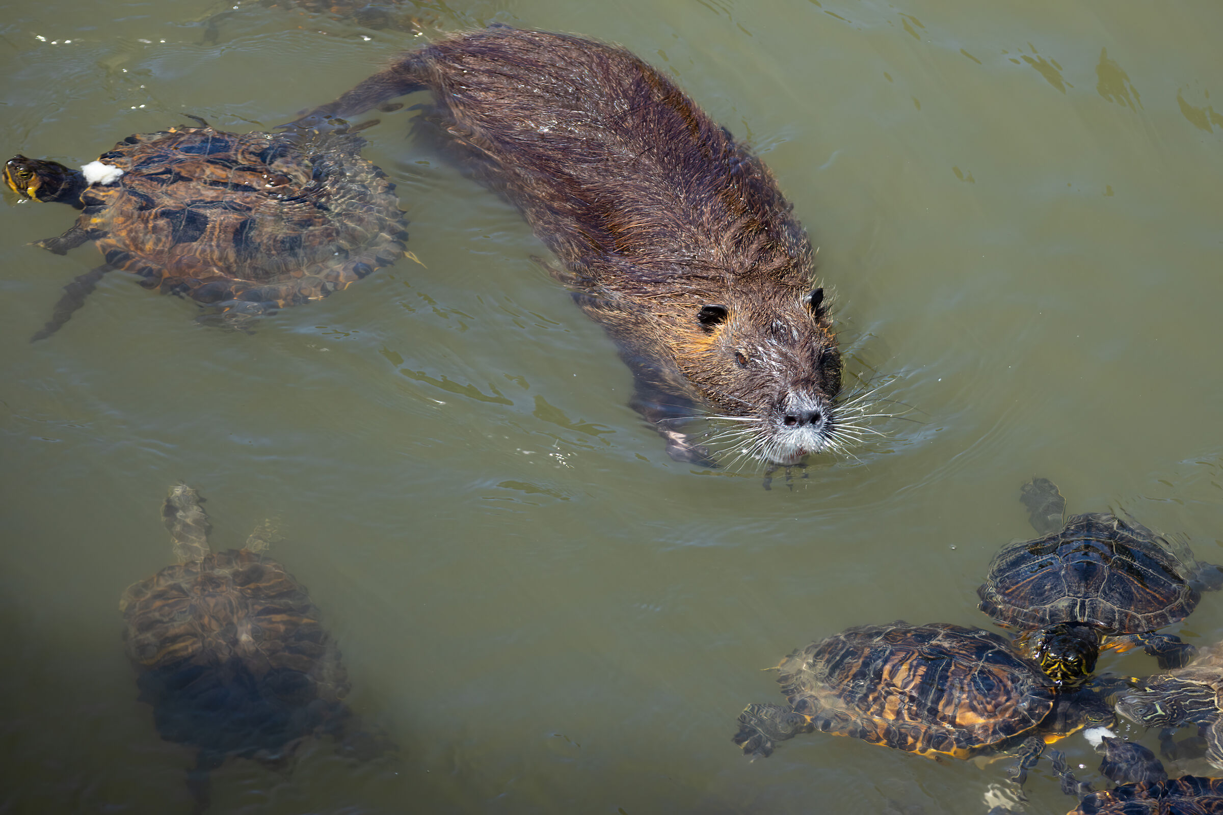 Conversazione fra tartarughe e nutria