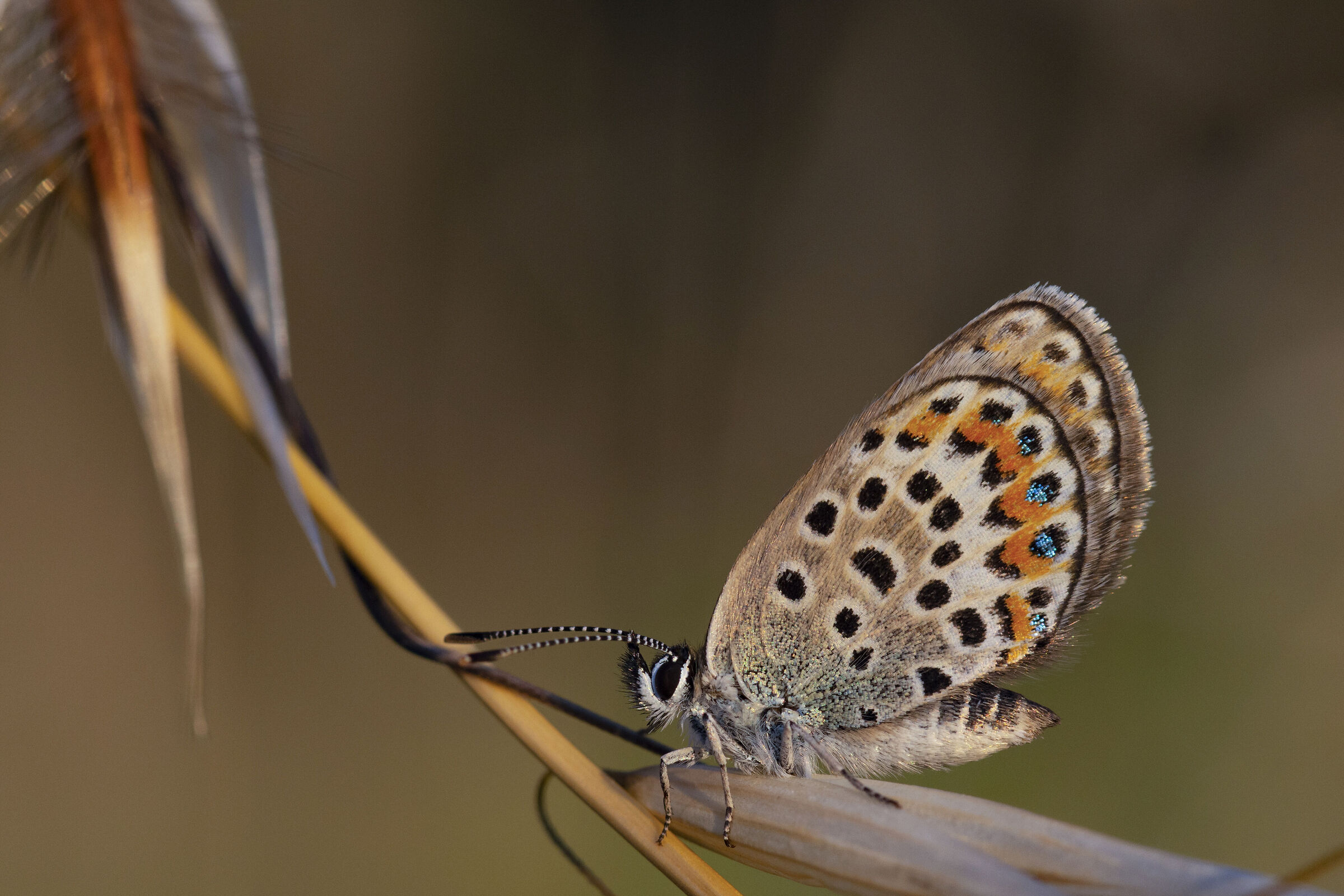 Plebejus argus