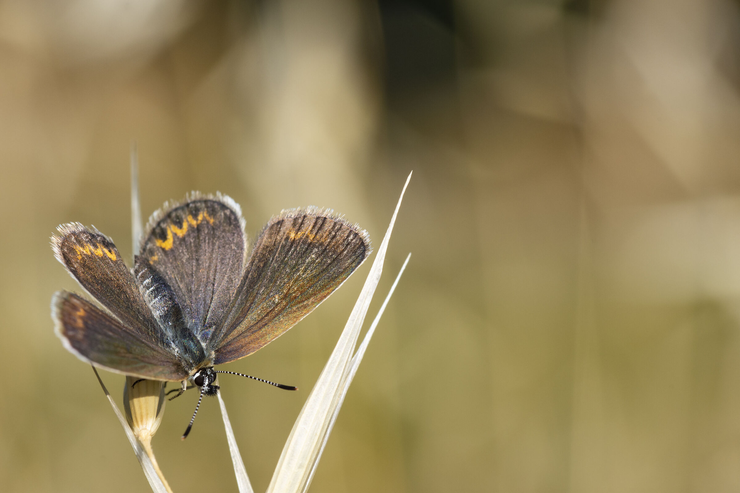 Plebejus argus