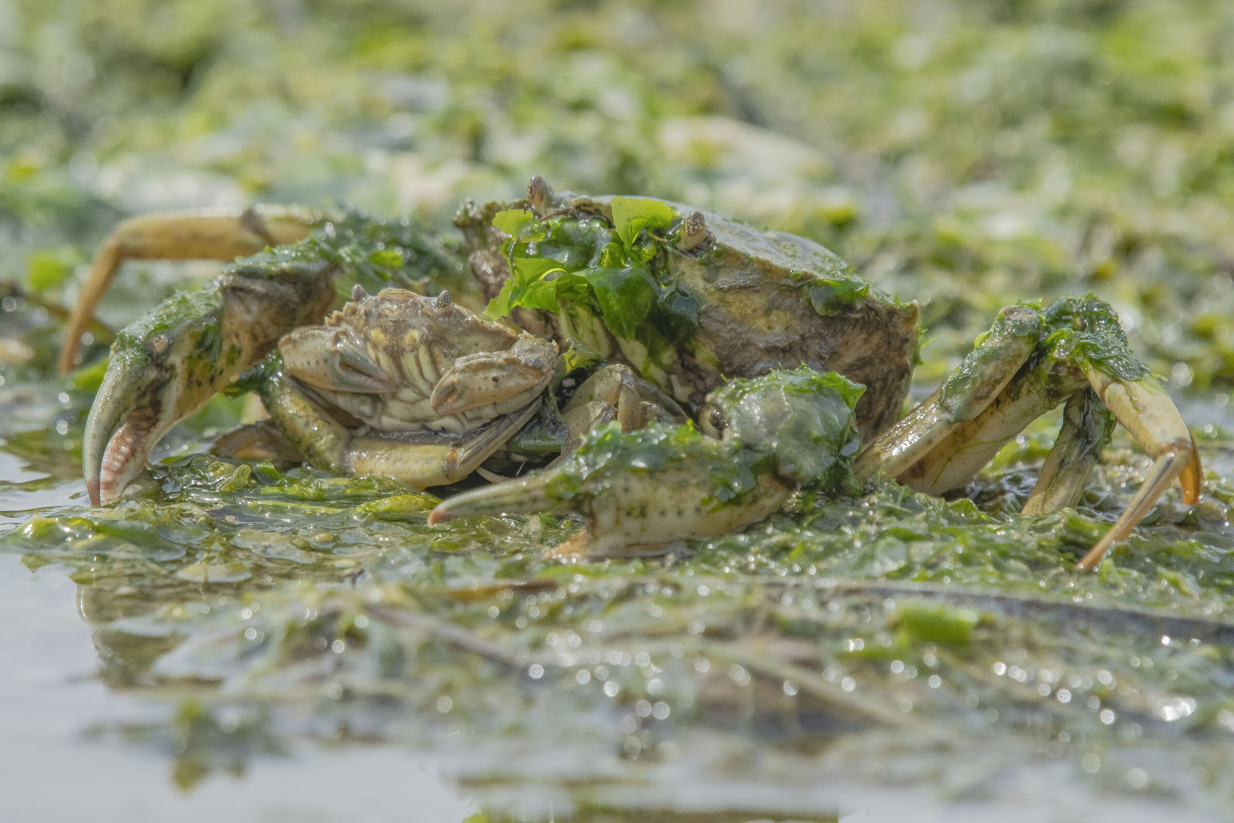 Pampering or Breakfast??