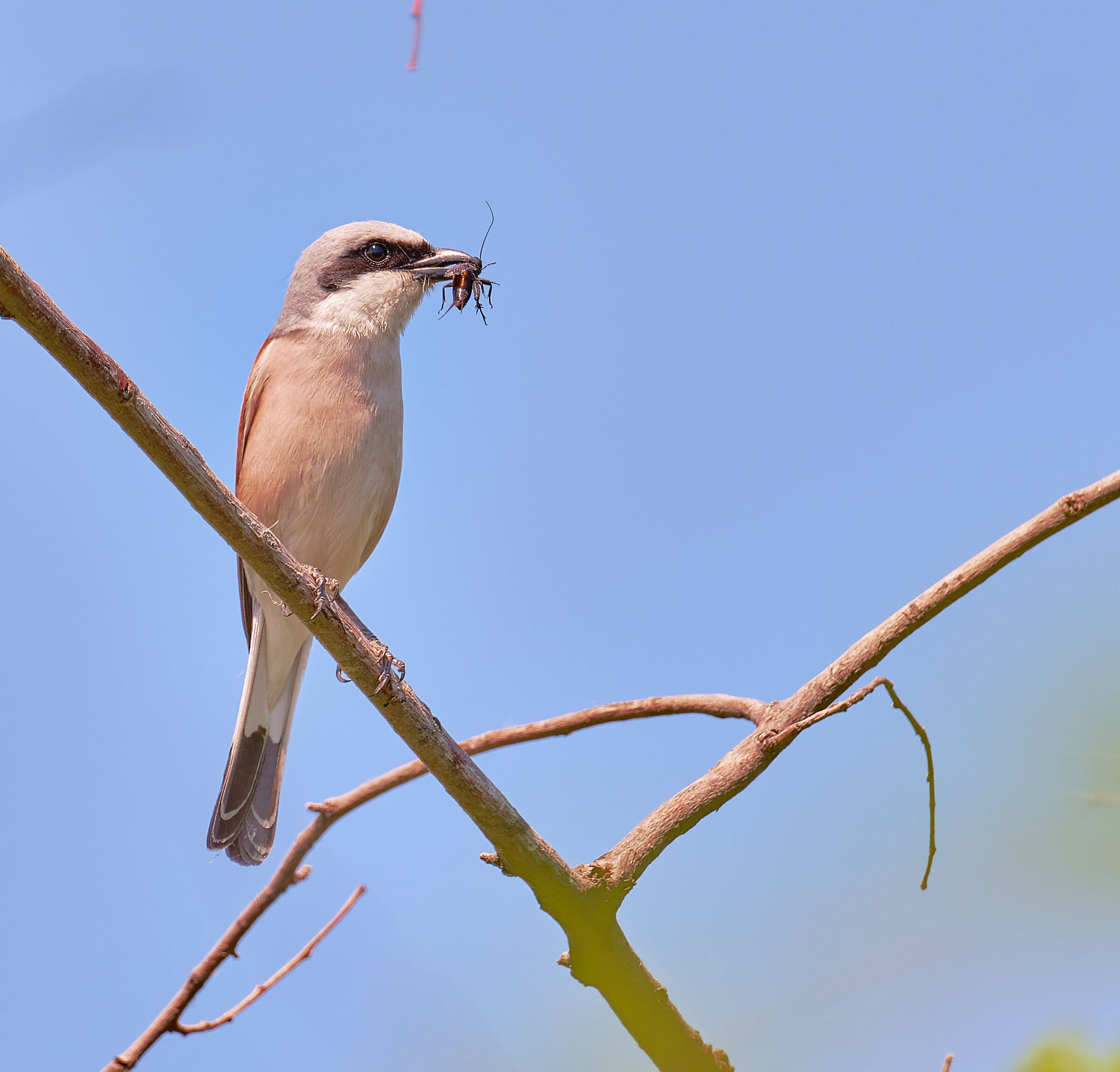 Having it with cricket