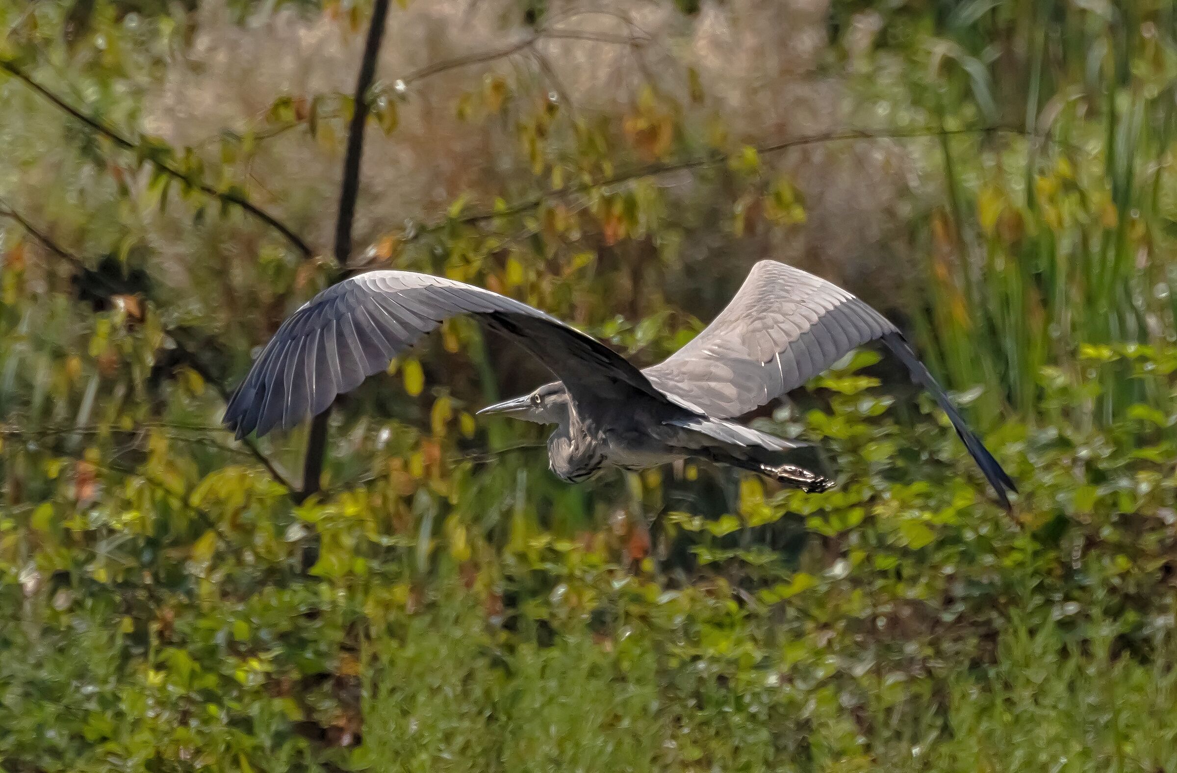 Airone Cenerino in volo Oasi Lipu 20/08/2020