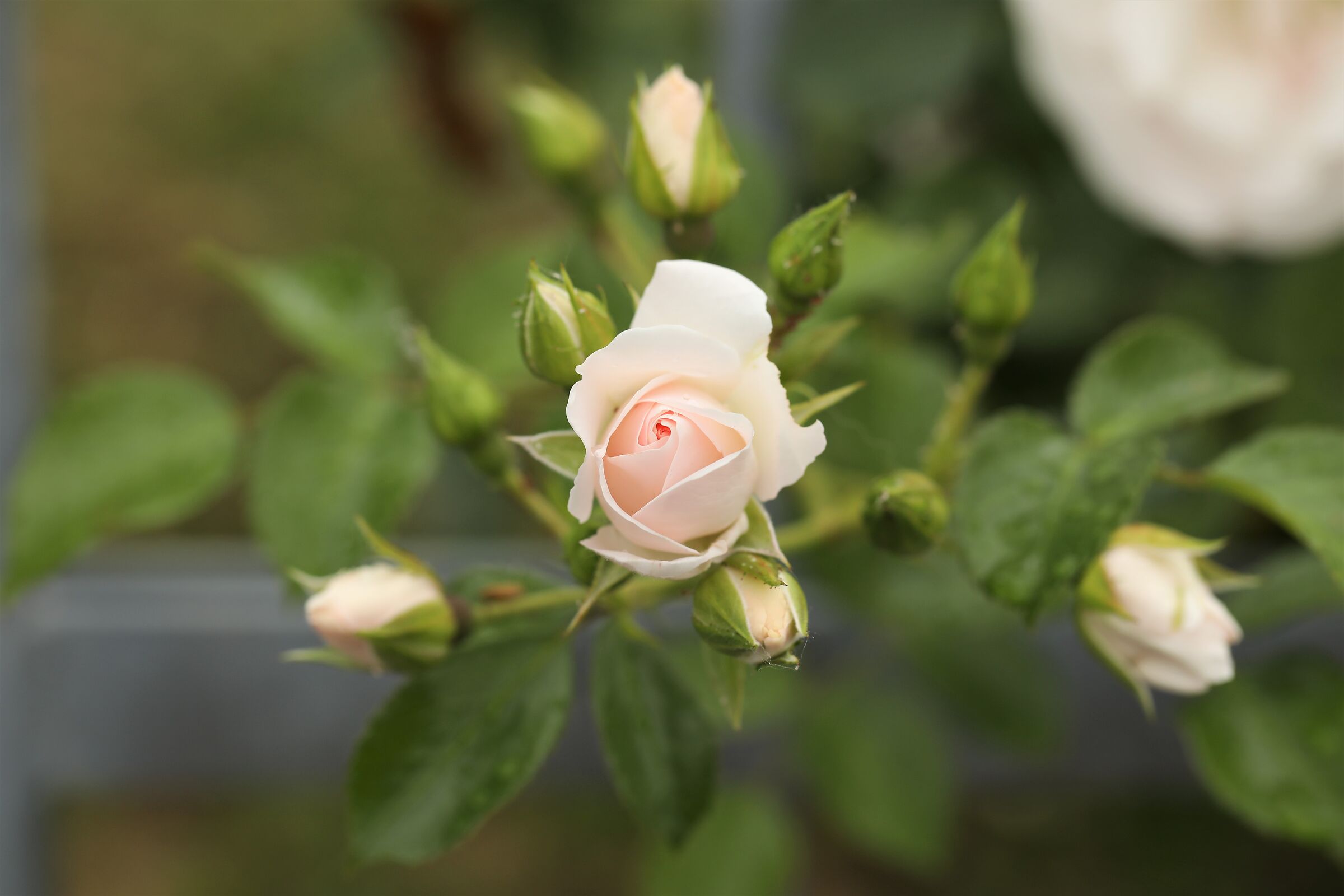 2021 Roses