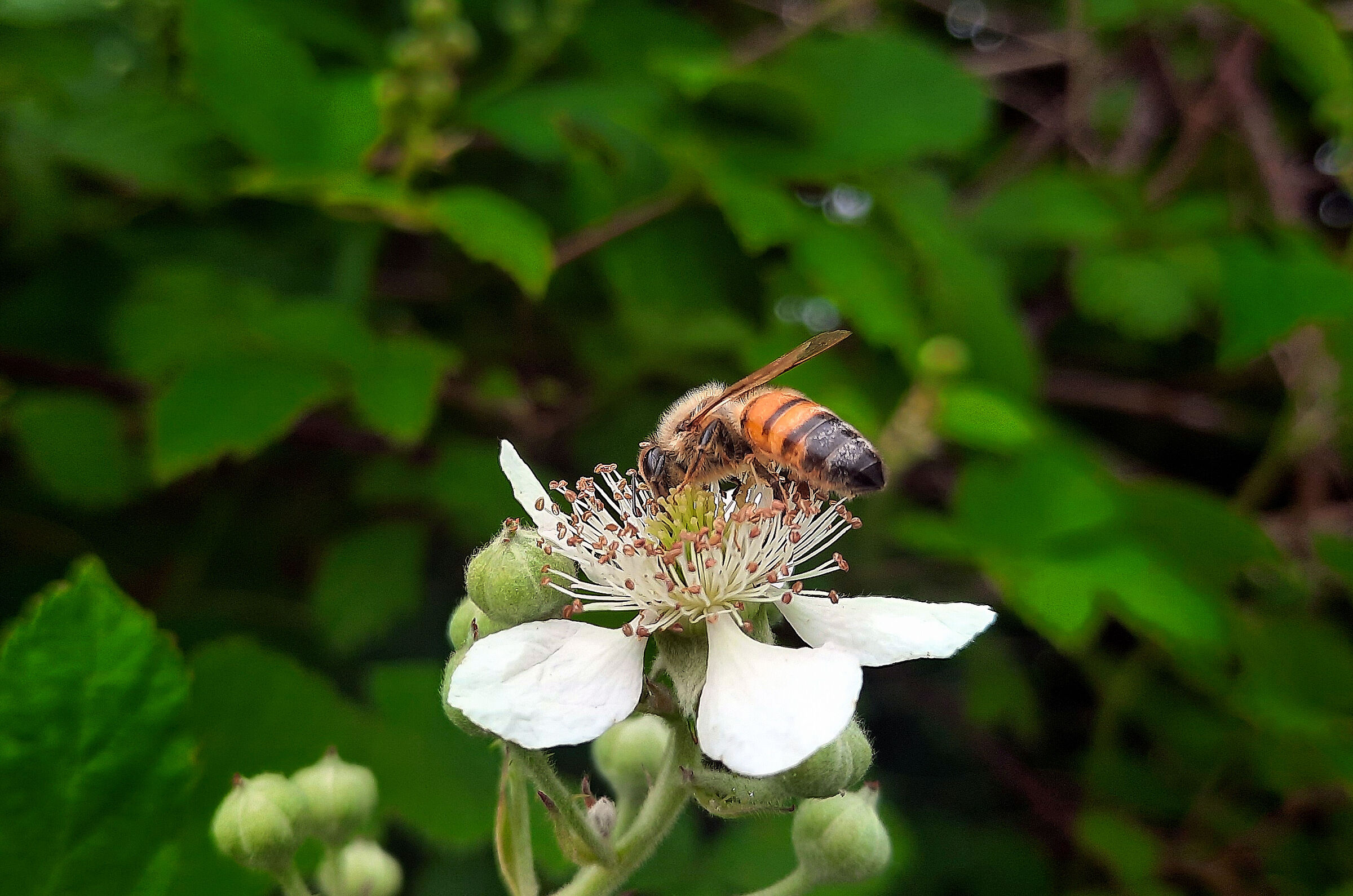 Hummm...pancia mia fatti capanna
