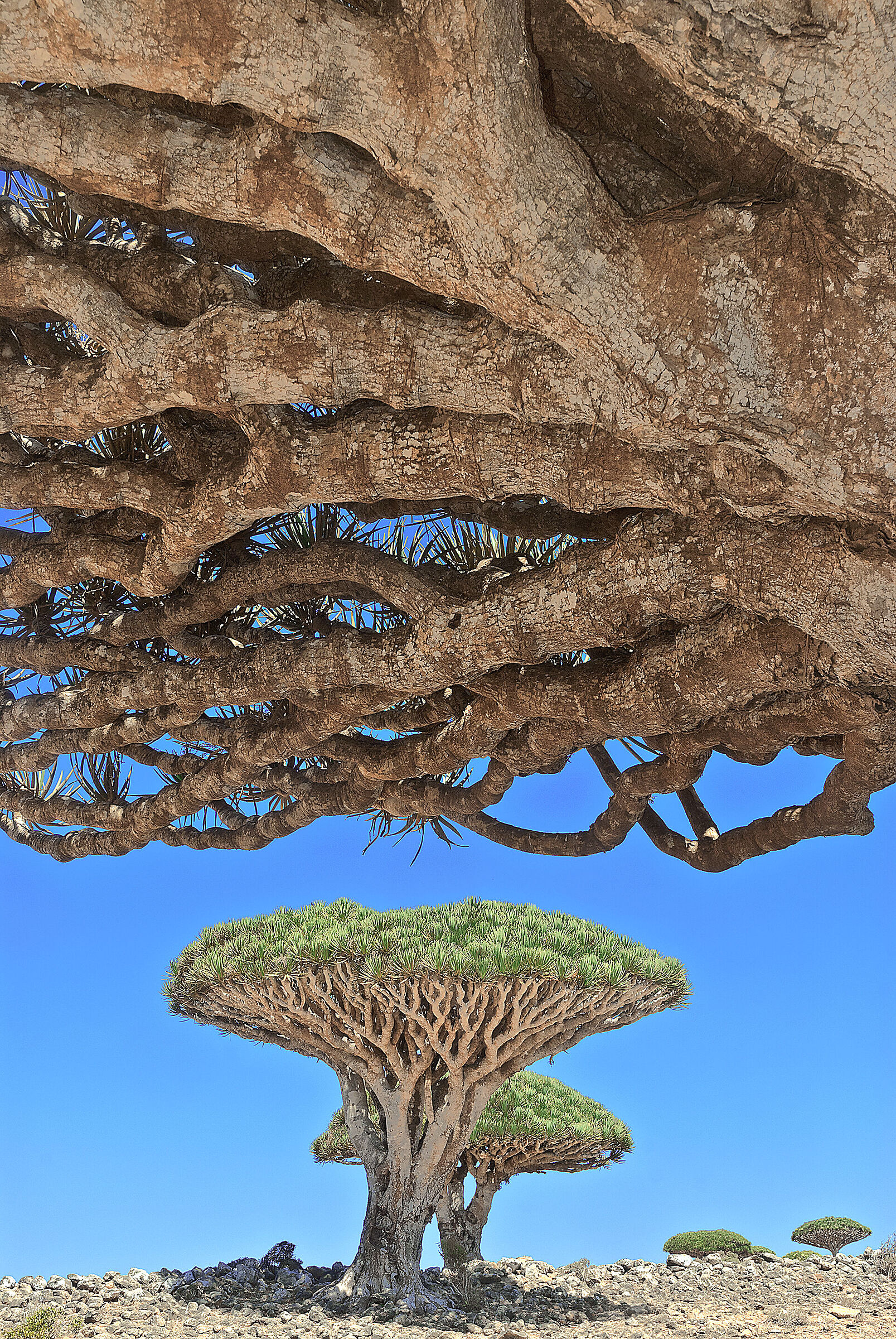 L'albero del drago di Socotra (Dracaena cinnabari)