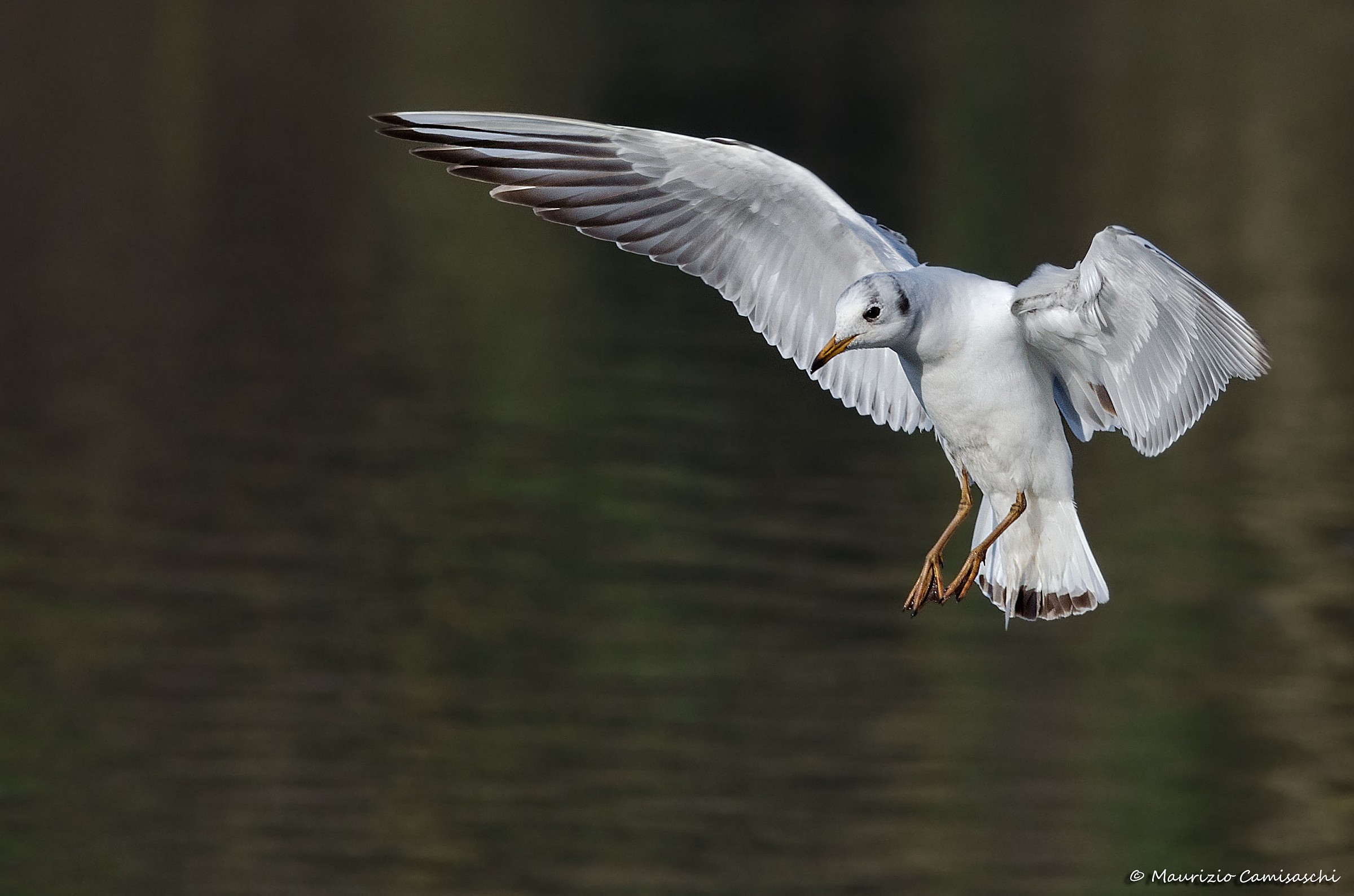 Gabbiano comune all'atterraggio