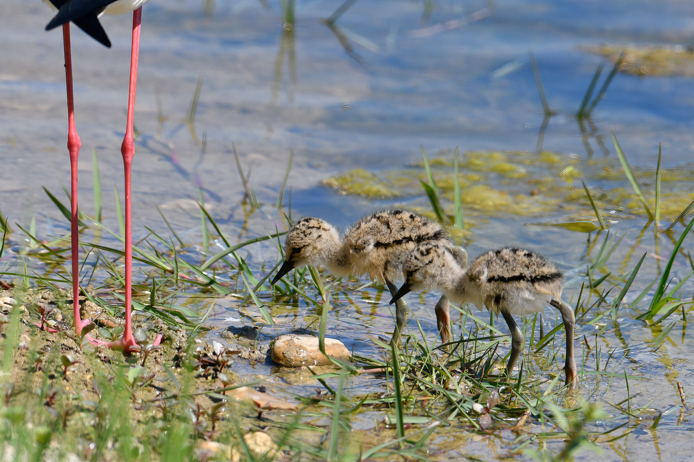 la mamma non è mai lontana...