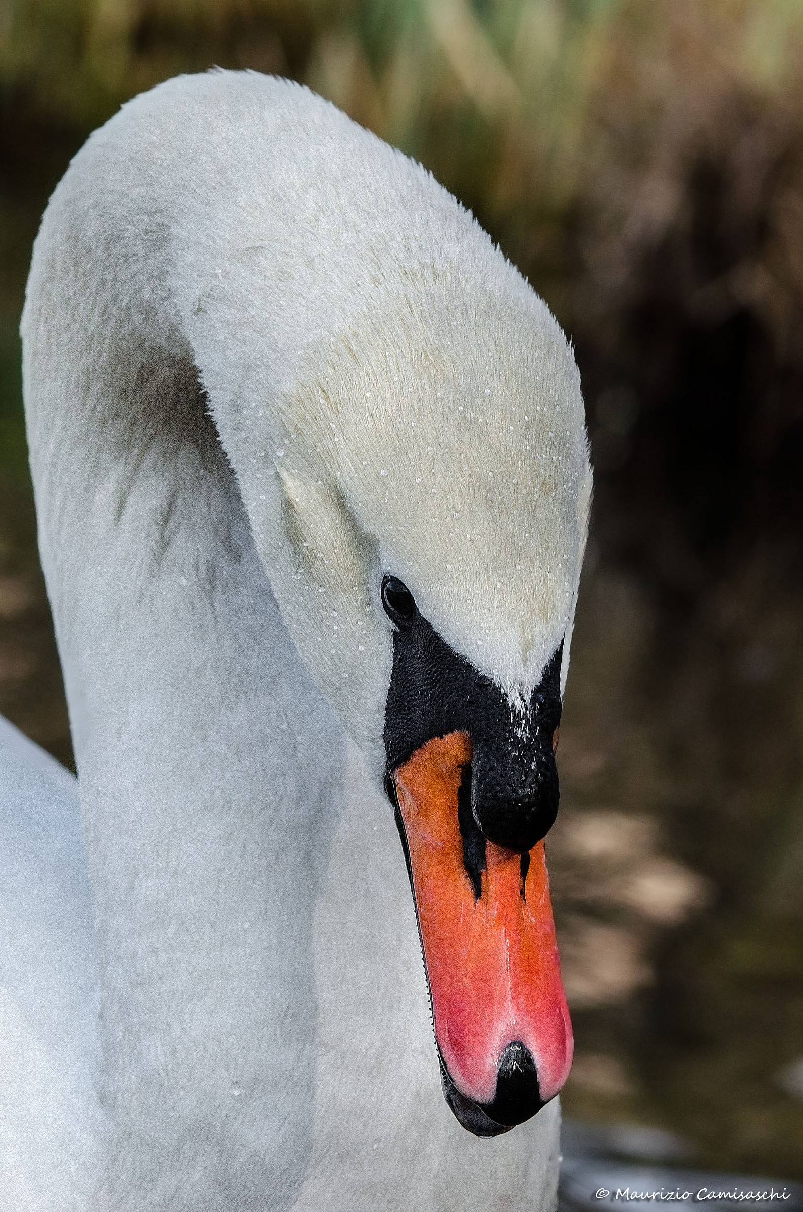 Portrait of a swan