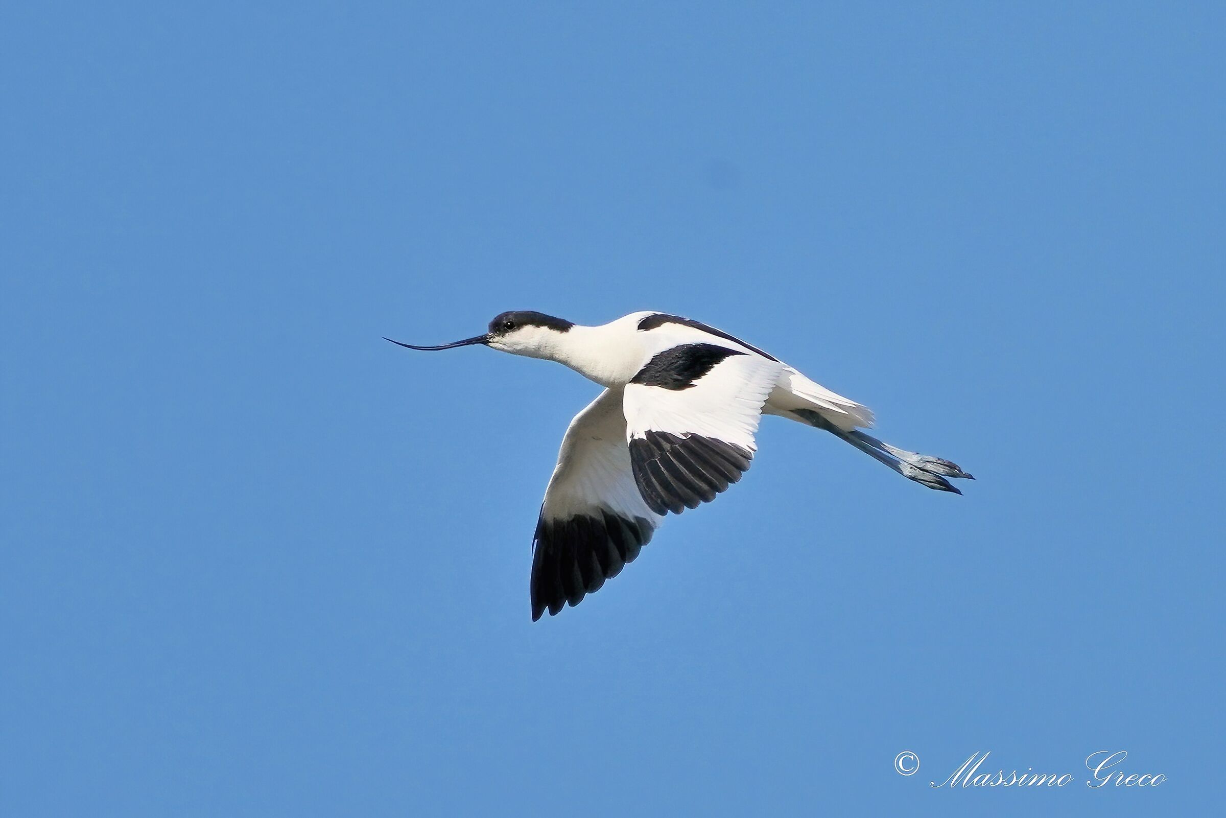 Avocet (Recurvirostra avocetta)
