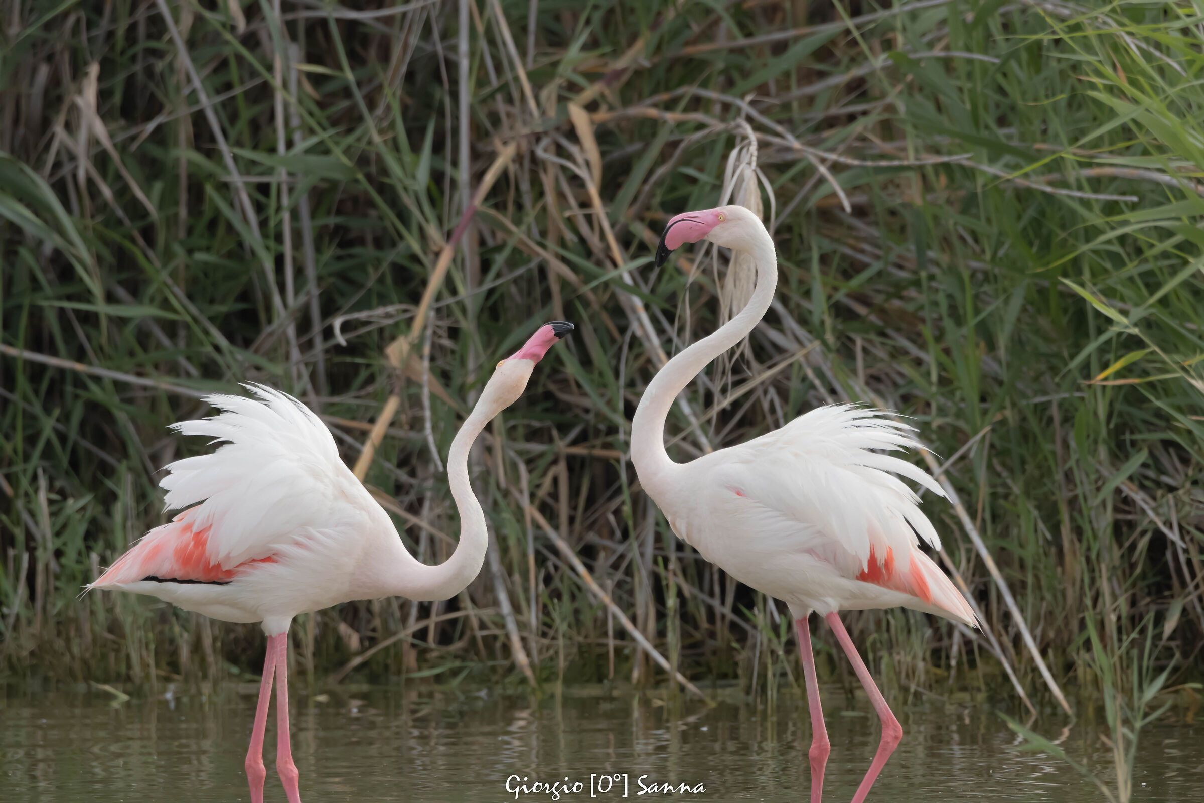 flamingoes
