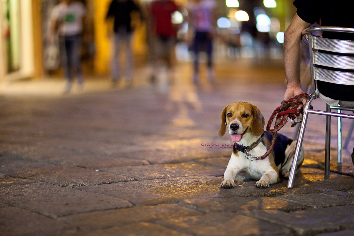 Beagle, di notte, a Tropea.