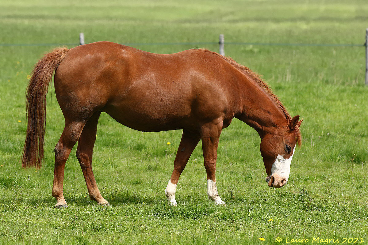 Horse at the Bech