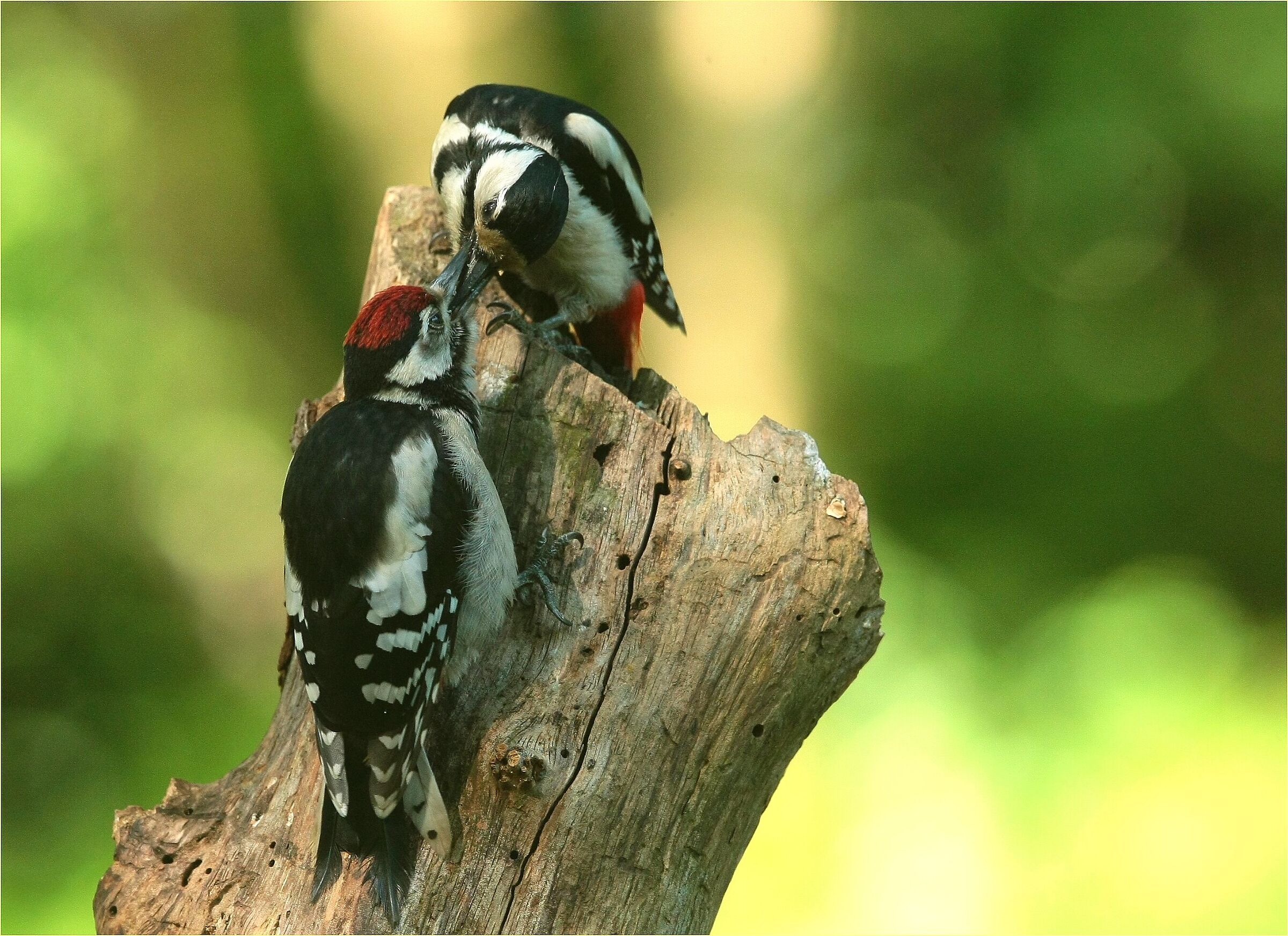 ,, small grow,, Red Woodpecker, Ticino park
