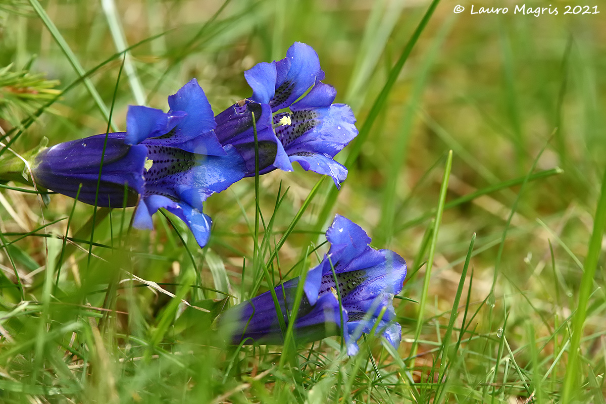 Gentiana Acaulis