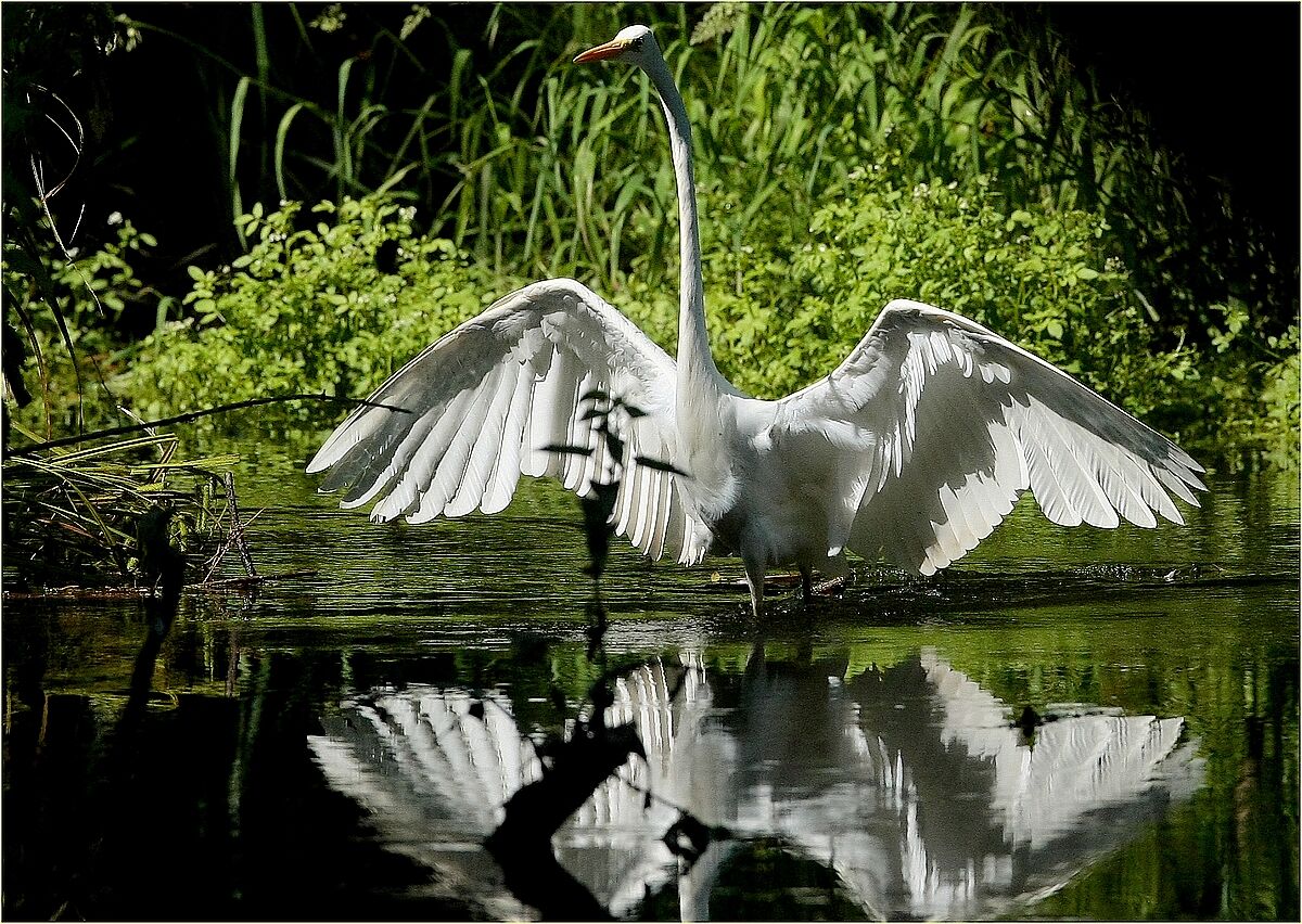 ,, White Heron, Ticino Park, Naviglio