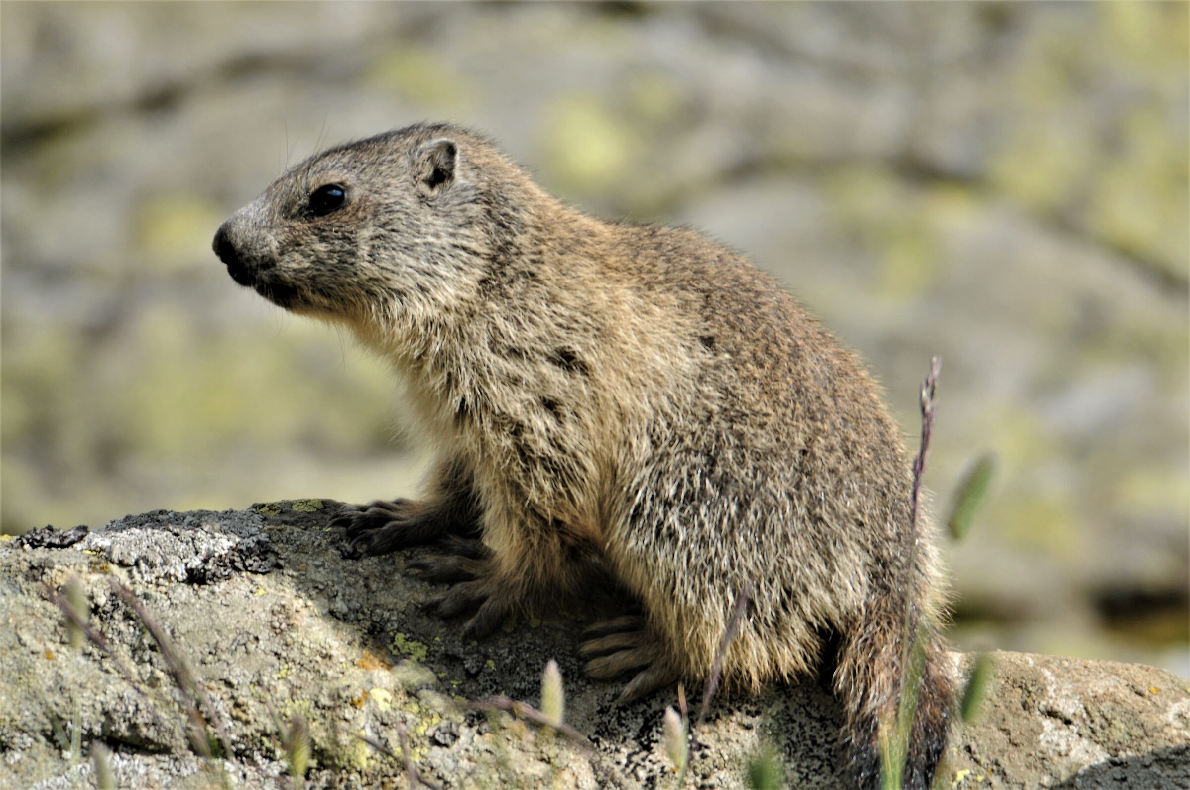 Marmot (Marbled Marmot)