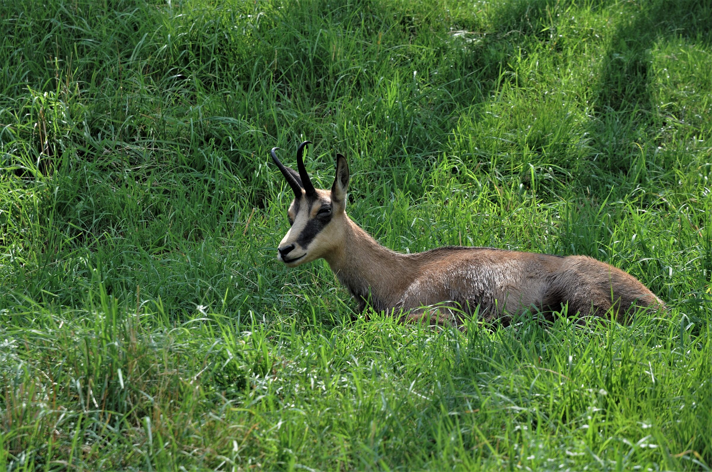 Alpine Chamos (Rupicapra rupicapra)