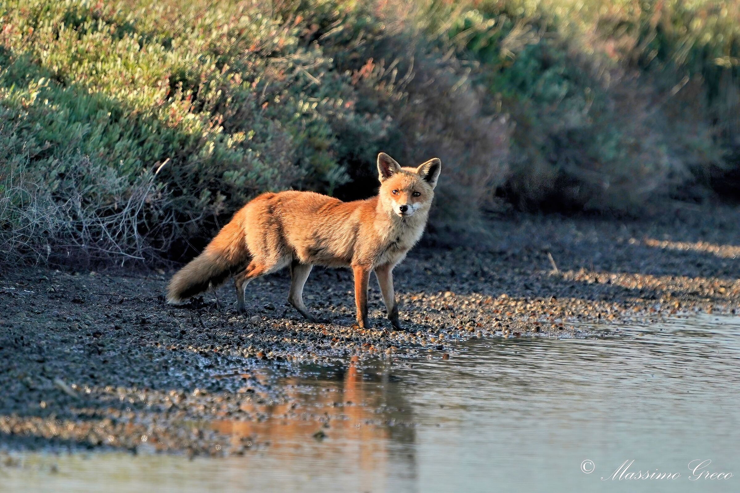 The Fox on the Shore