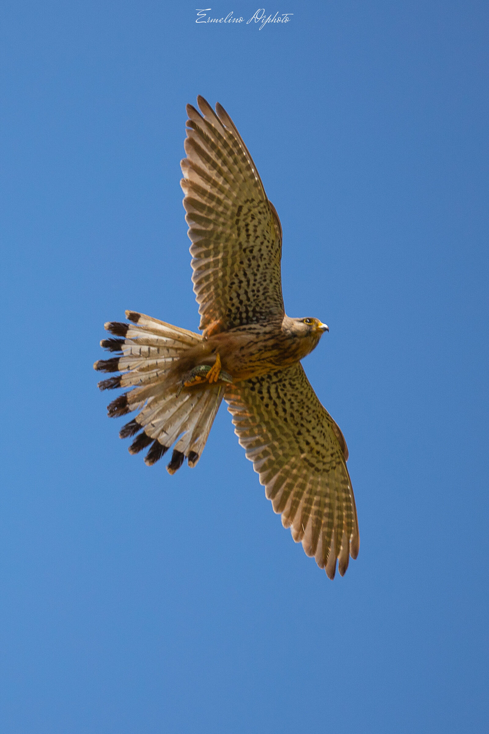 kestrel
