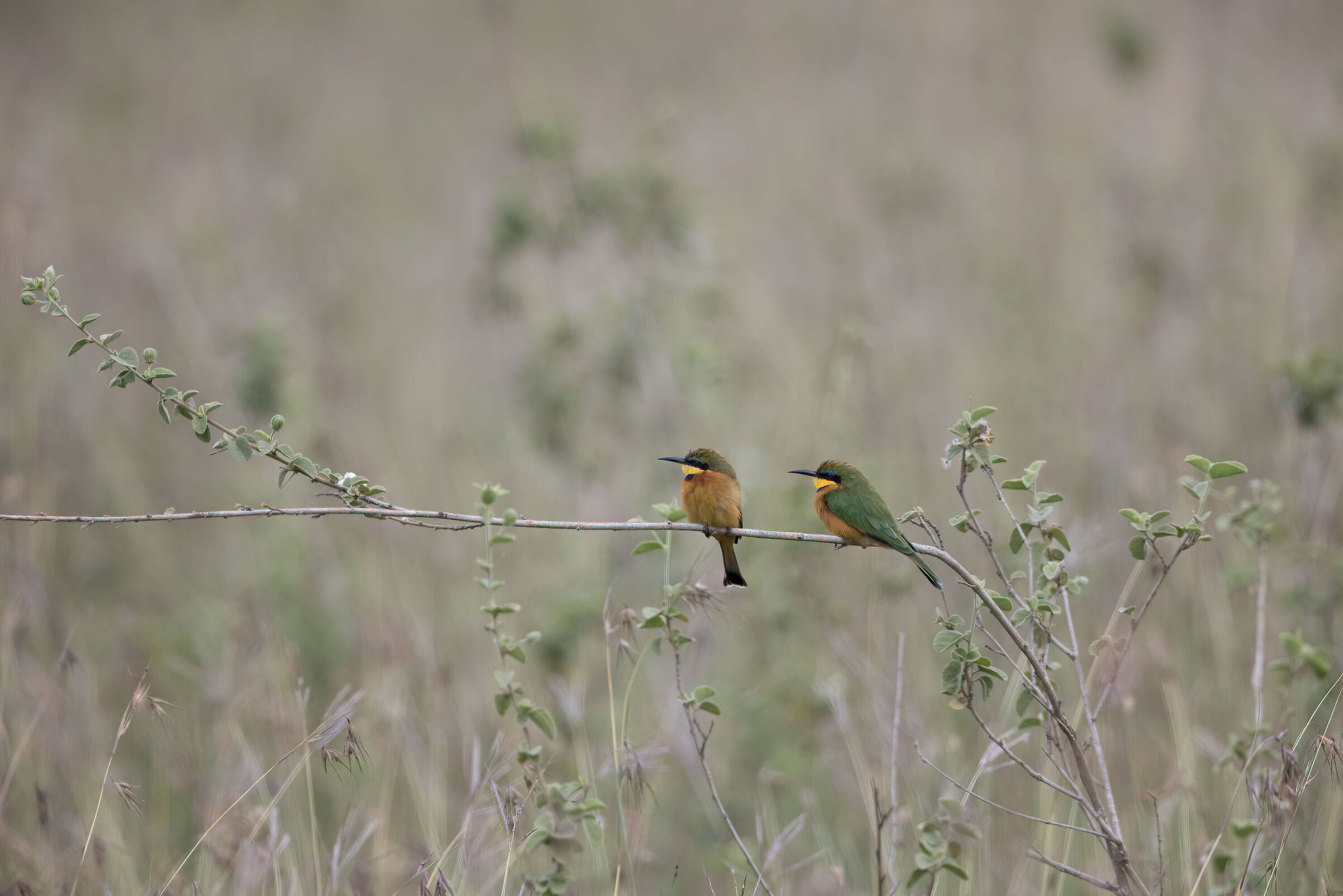 Gruccioni originale no crop minimum post