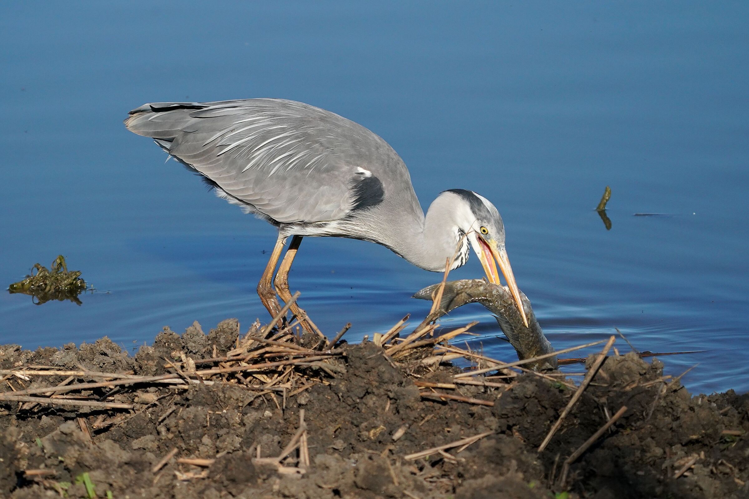 Gray heron on the hunt for Carrigne