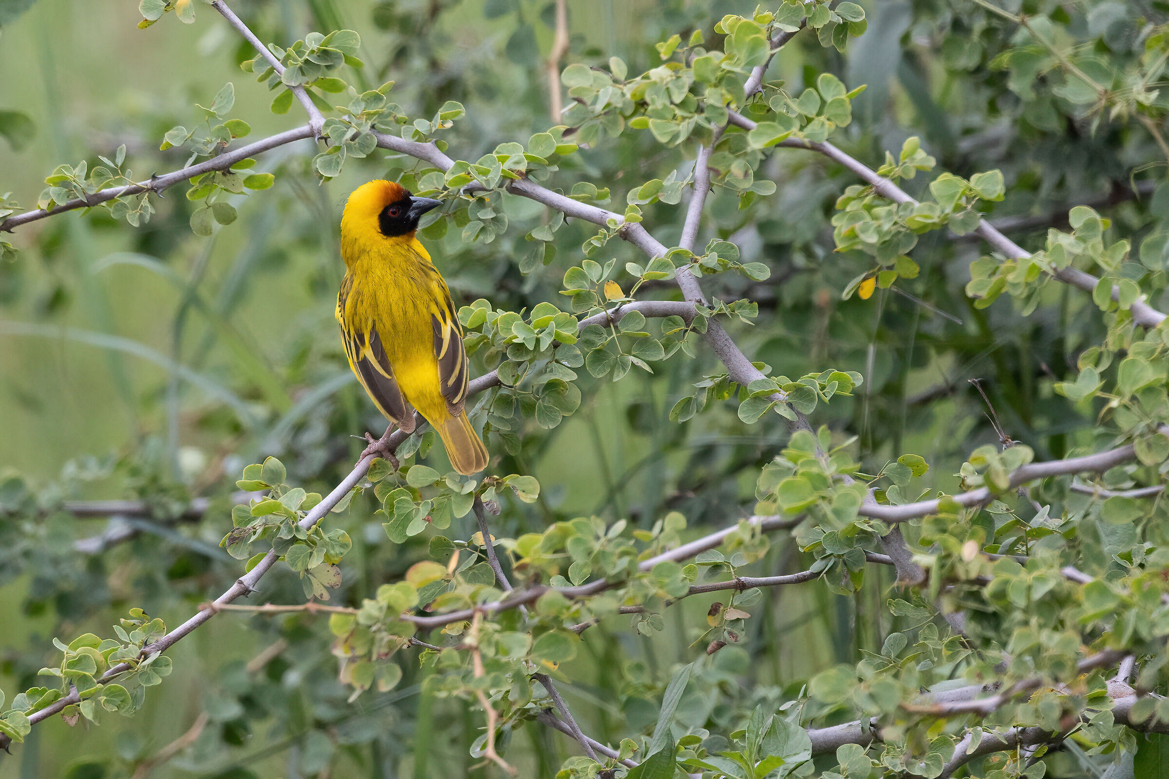 Giallo, min post - Denoise AI -