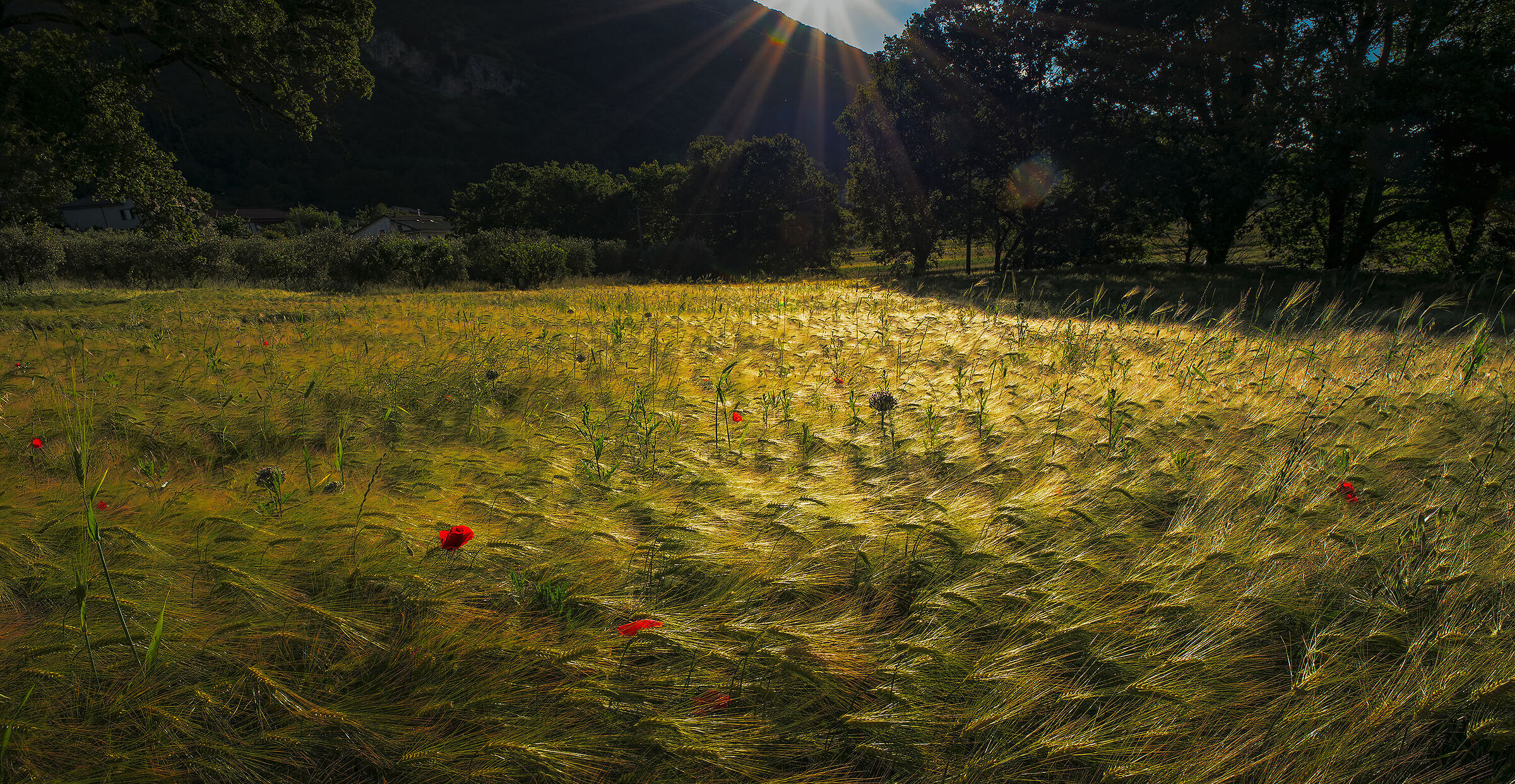 pearl barley at dawn