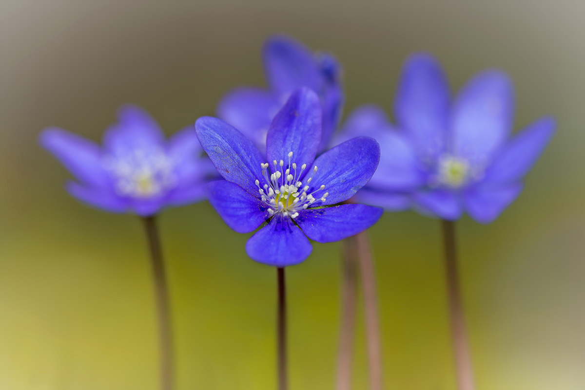 Le ancelle della regina