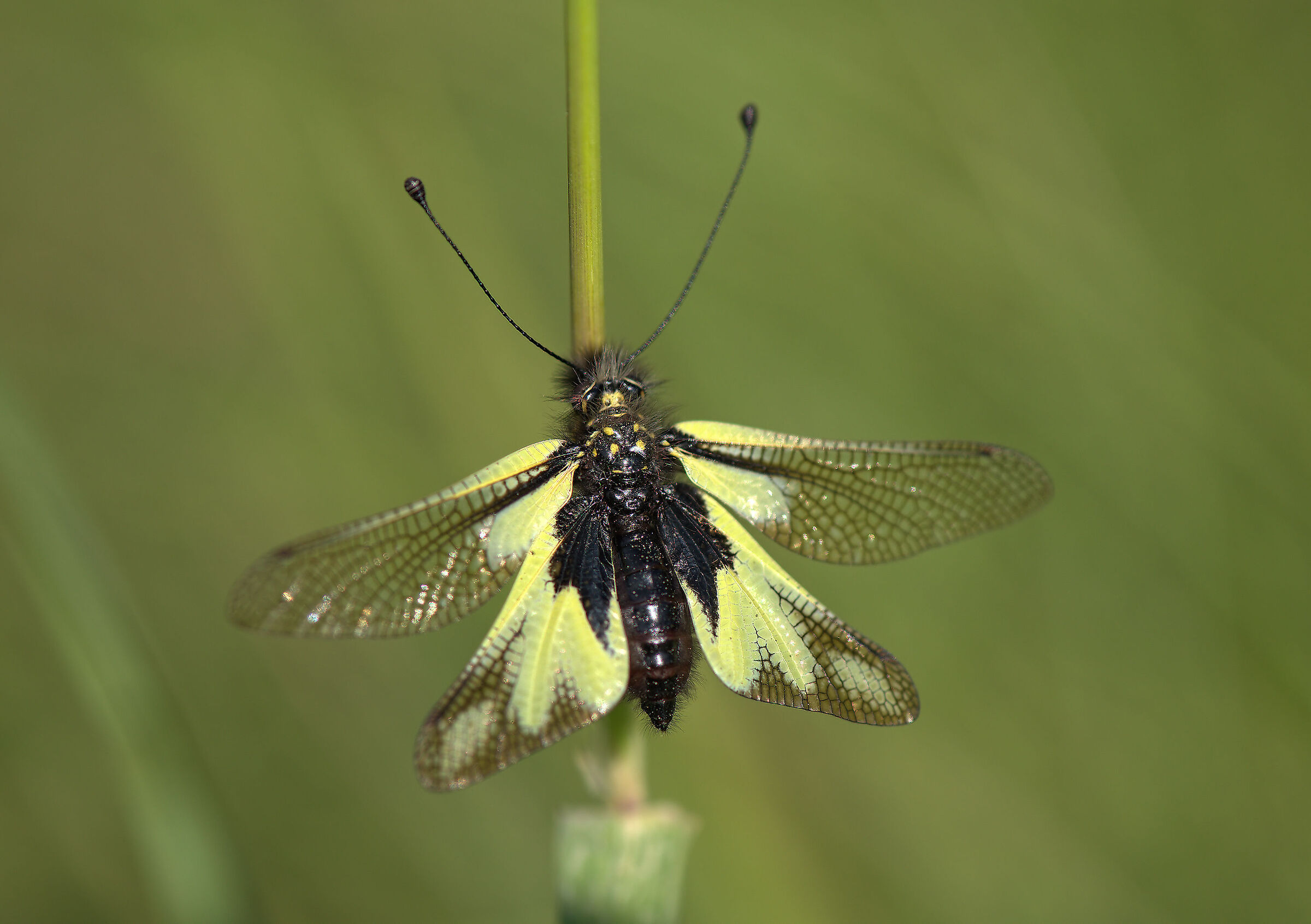 Libelloides coccajus