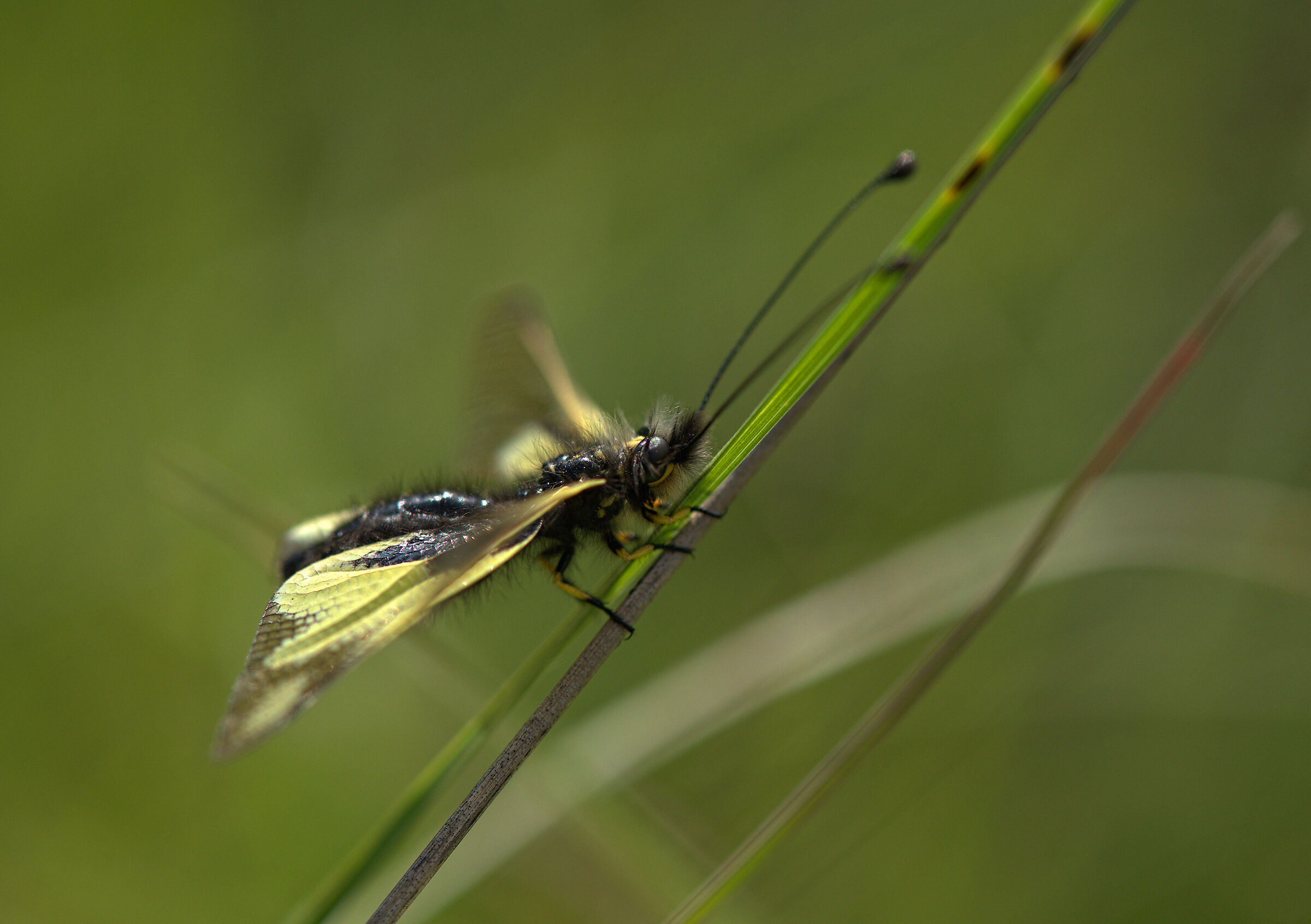 Libelloides coccajus